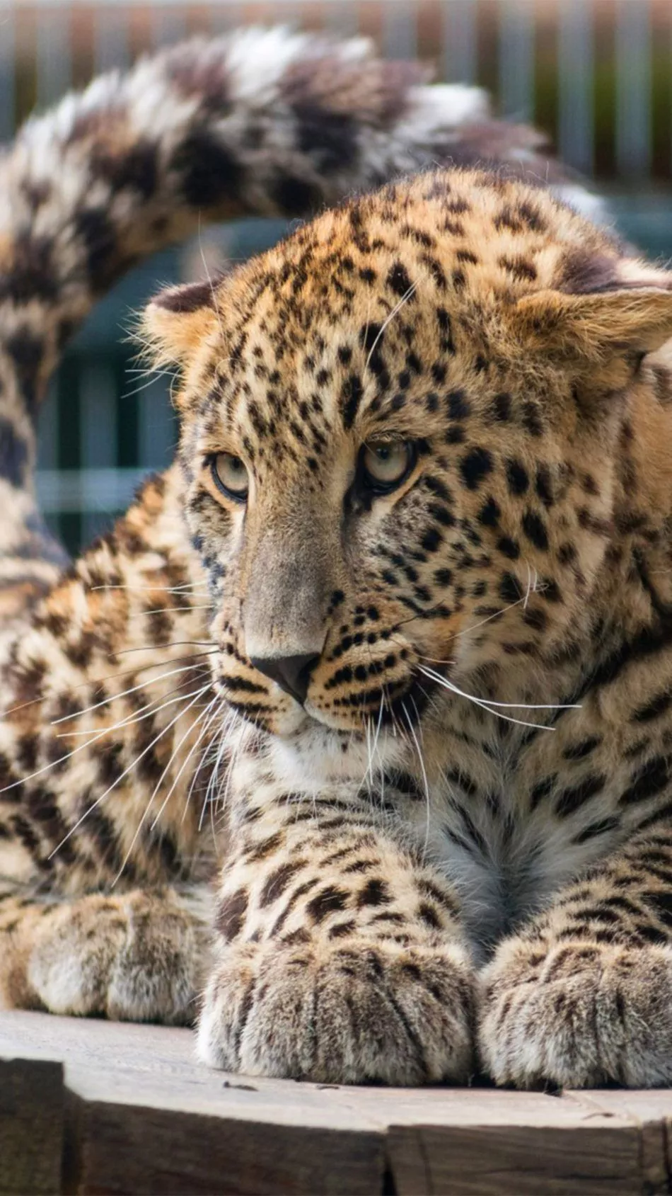 Leopard Big Cat Relax 4K Ultra HD