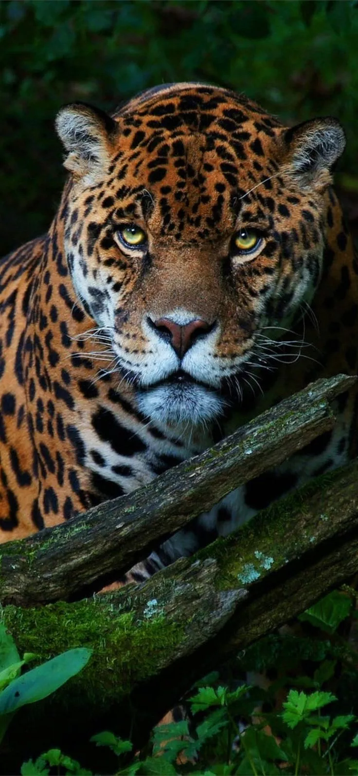 Big Cat Jaguar Samsung Galaxy Note 9 8