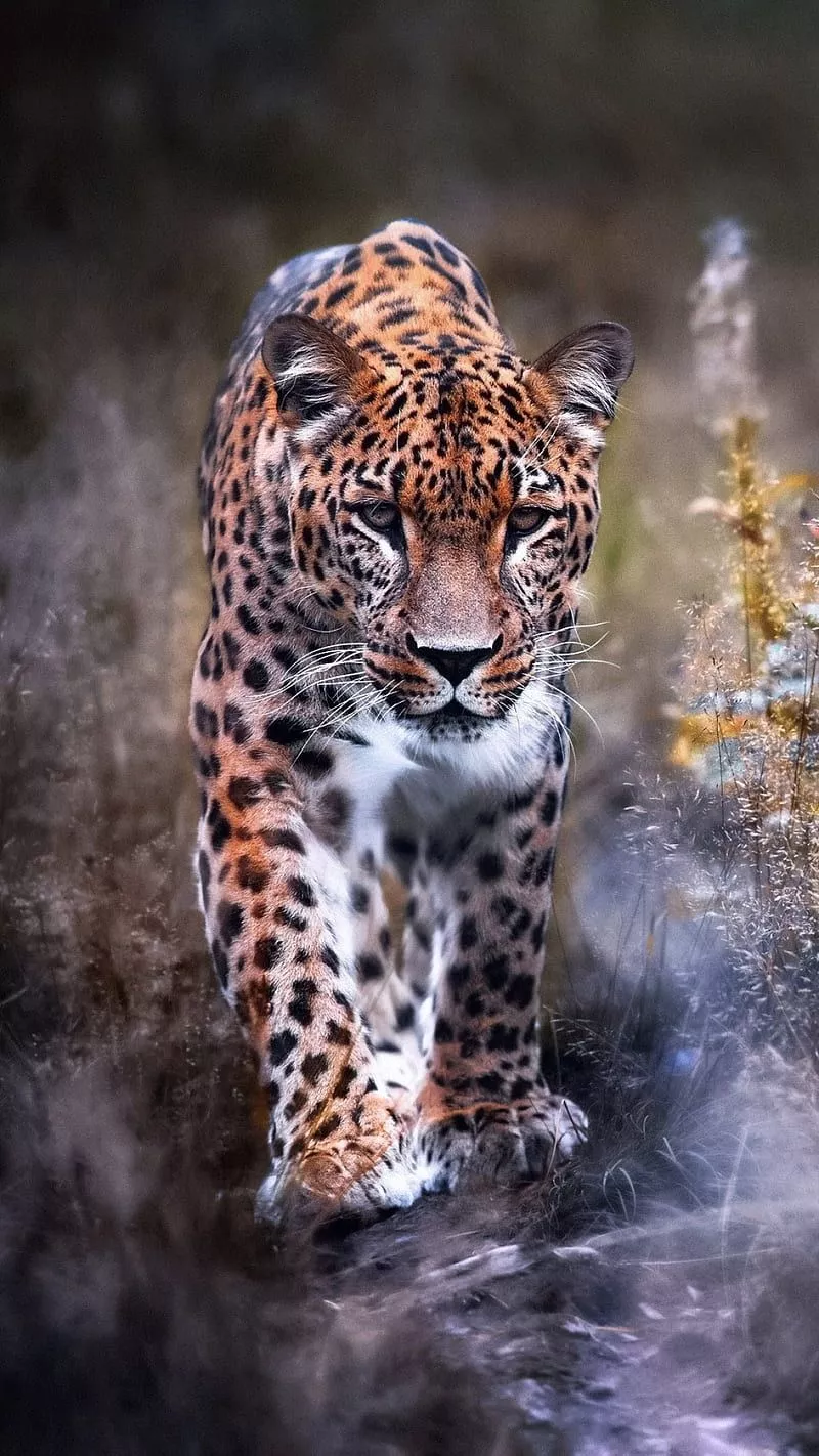 Leopard, animal, big cat, predator