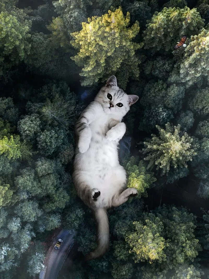 HD giant cat wallpaper