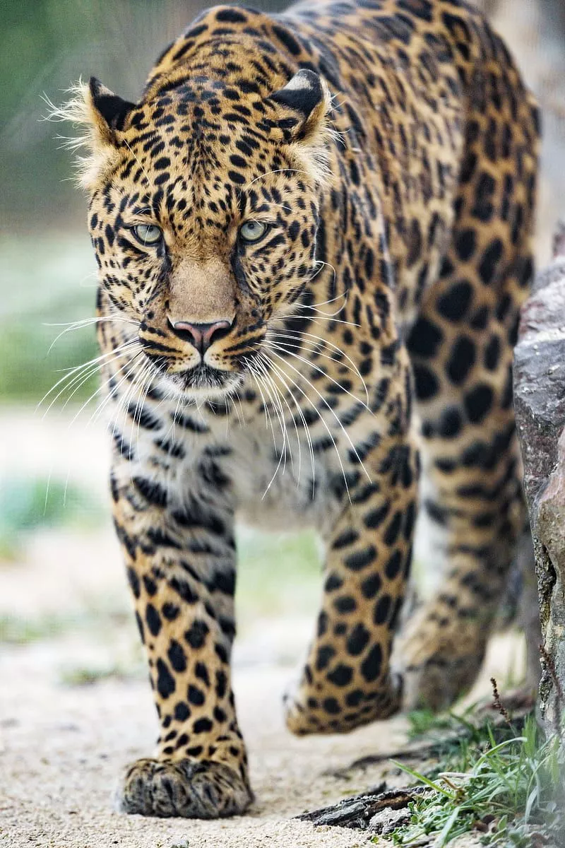 HD big cats wallpaper