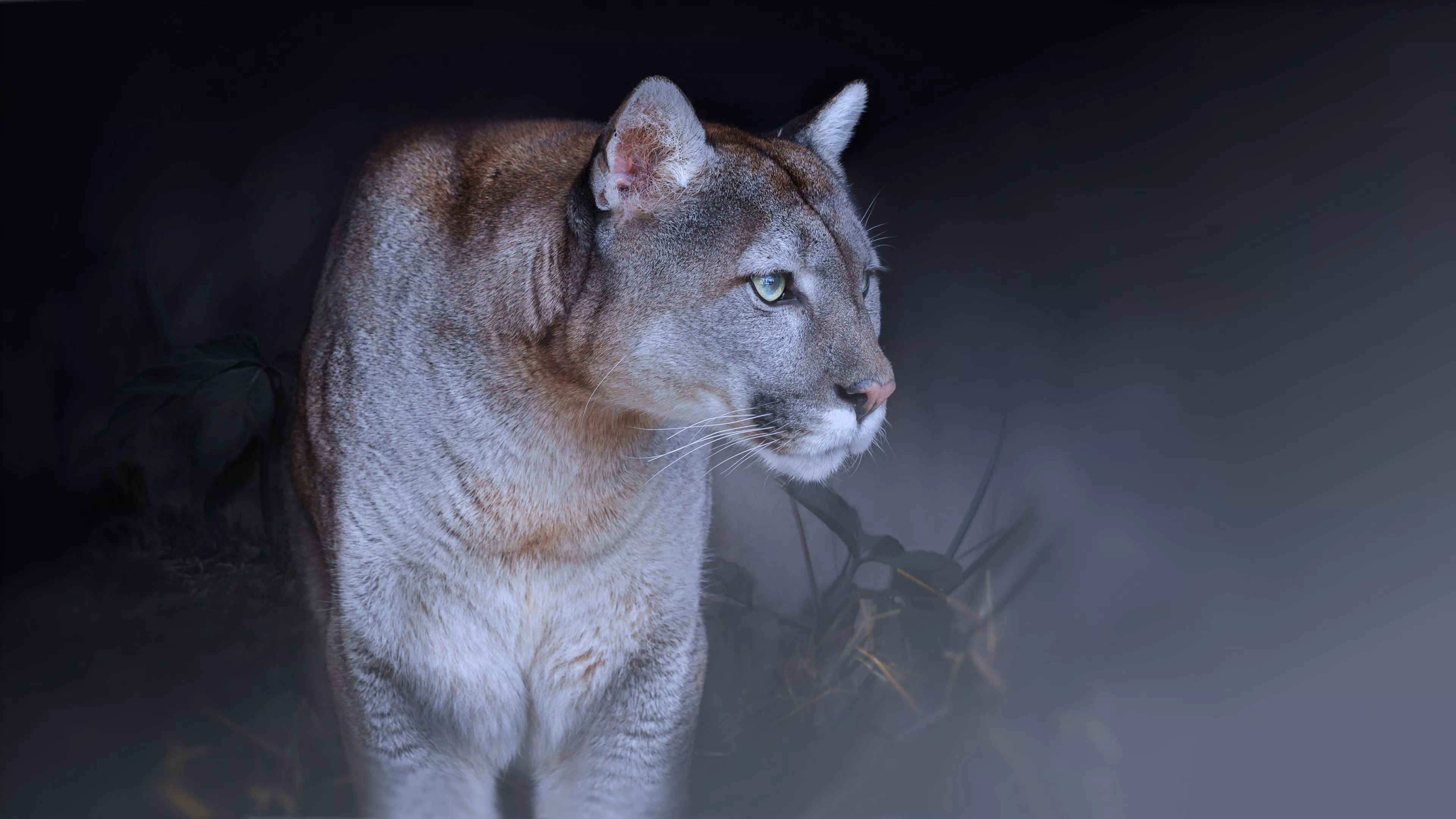 Big Cat Cougar 4K HD Cougar Wallpaper