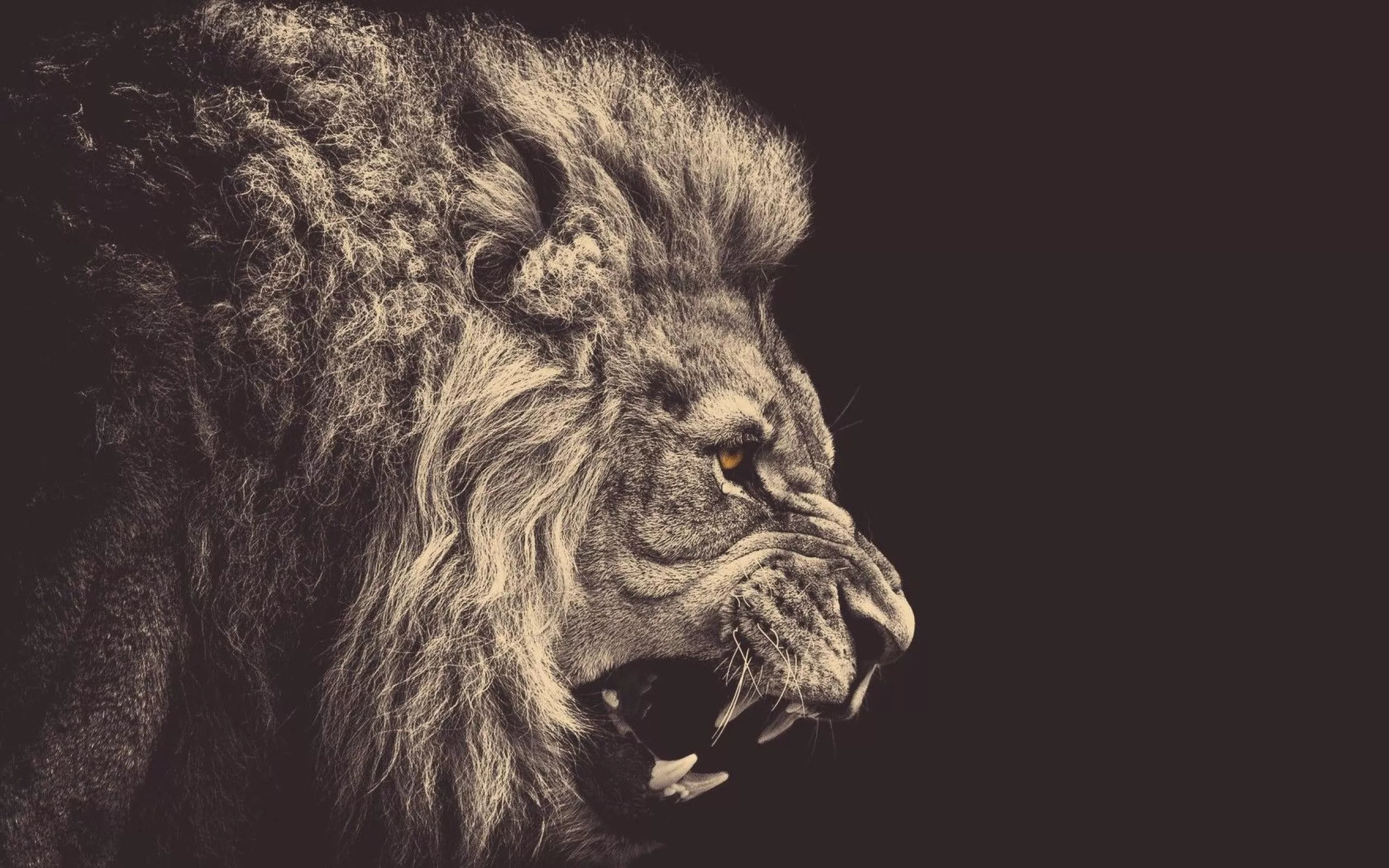 lion, mane, big cat Wallpaper, HD