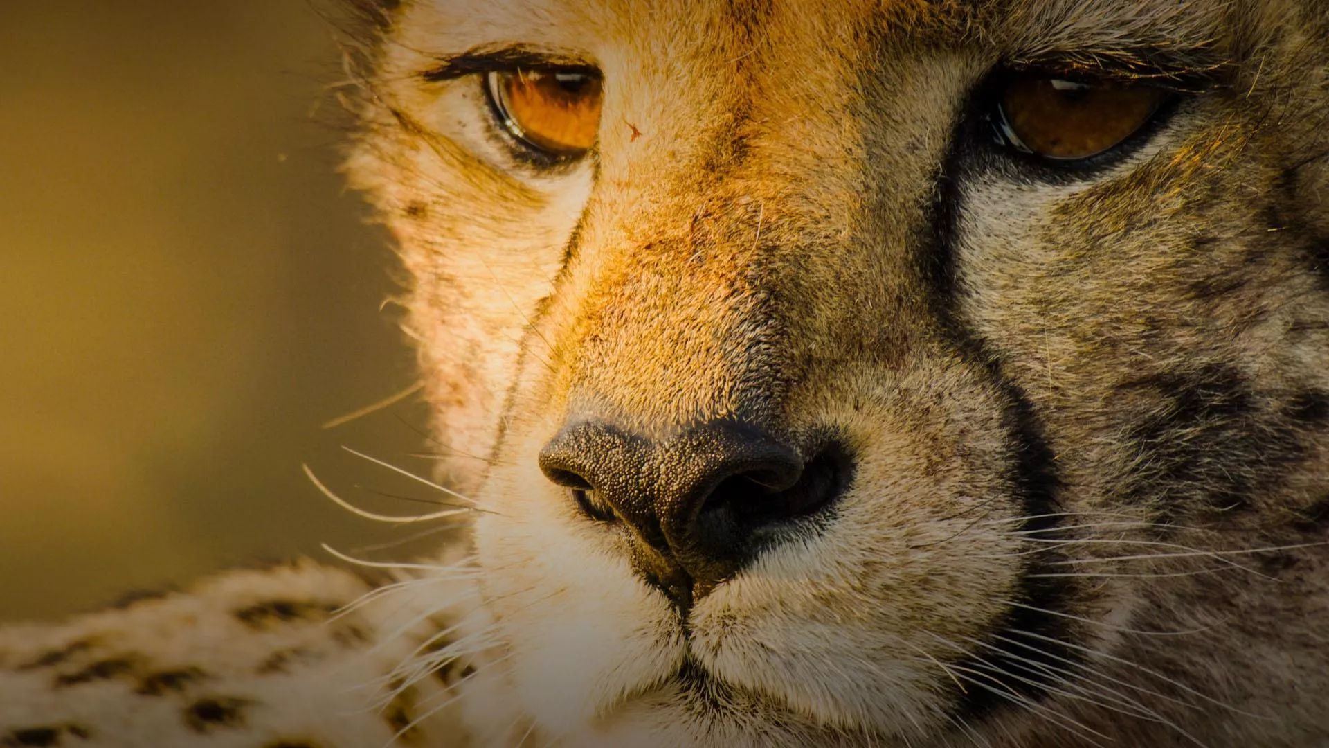 Big Cats 24 7 Cats Unleashed