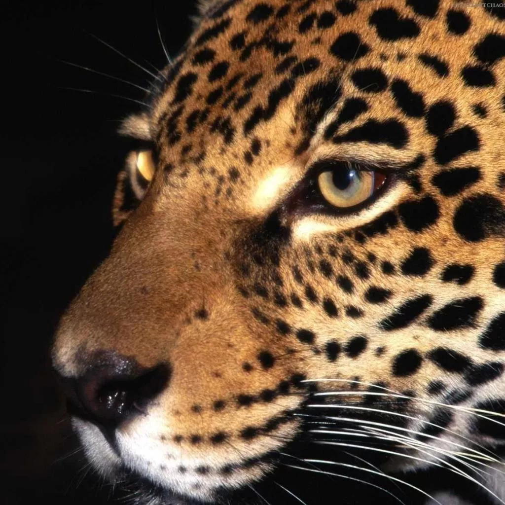 Big Cat. iPad Wallpaper