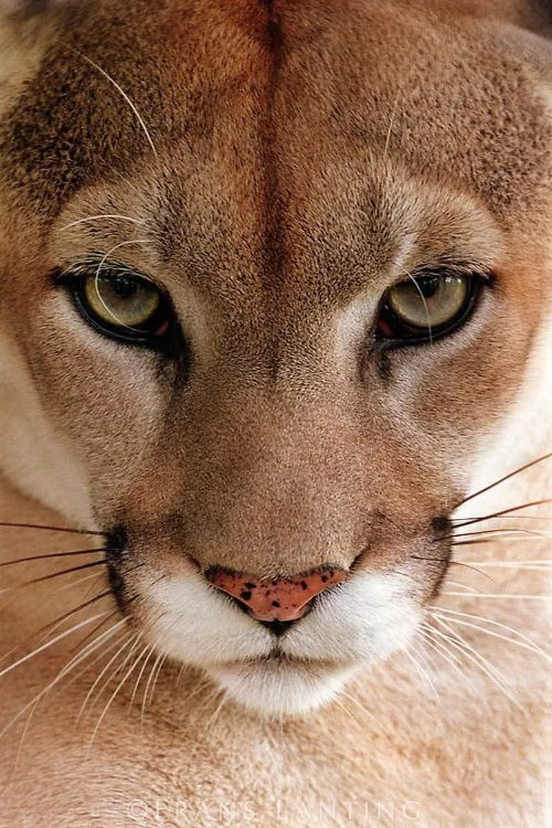 Puma, big, cat, HD phone wallpaper