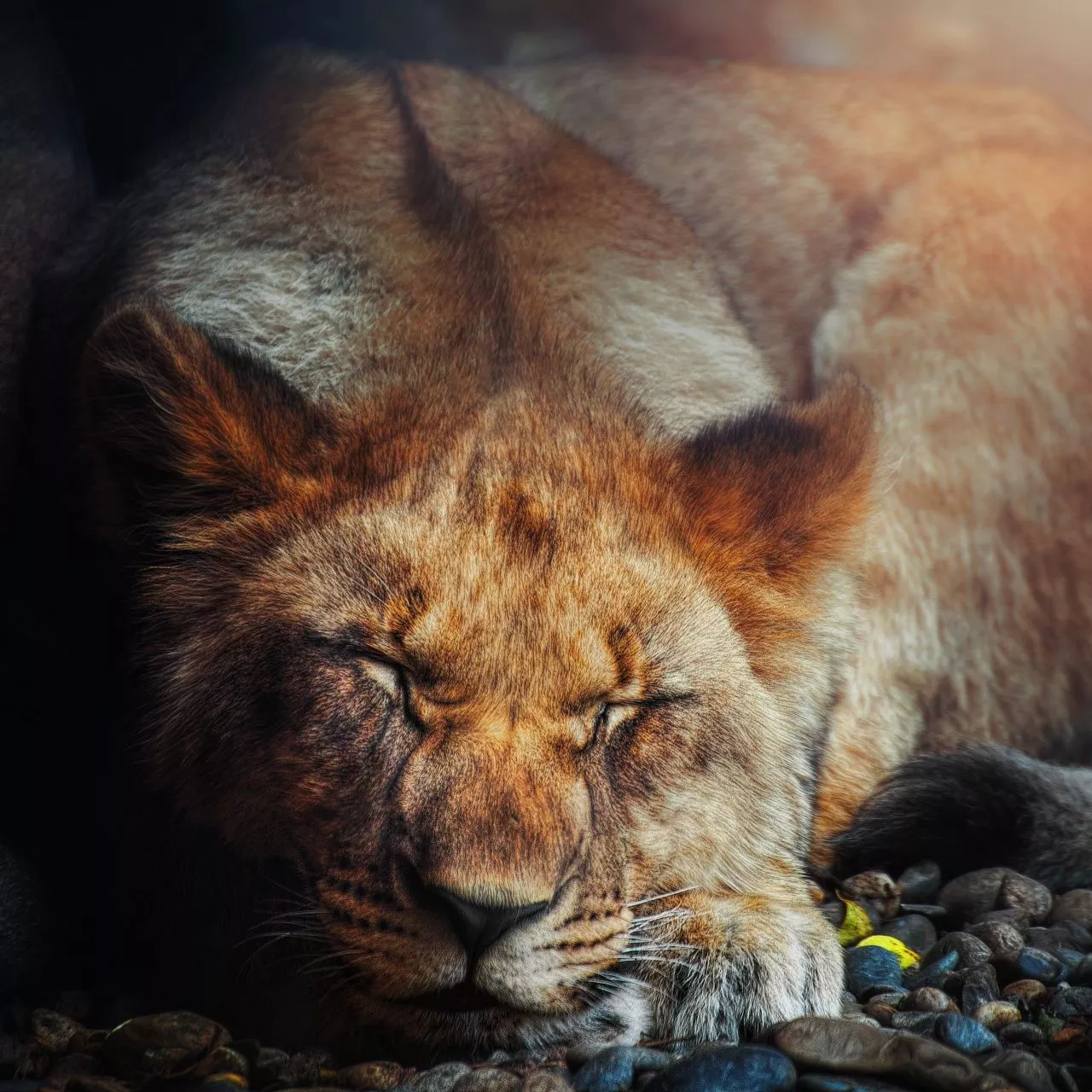 Sleeping Lion Wallpaper 4K, Big cat