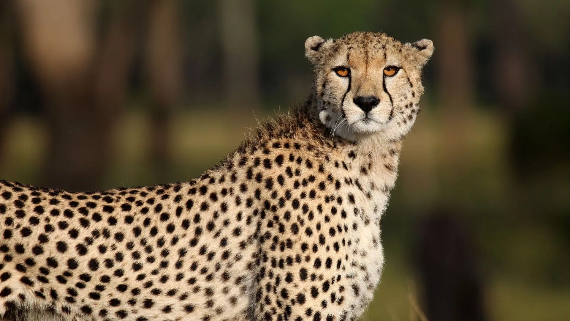 Cheetah Big Cat Predator Wildlife