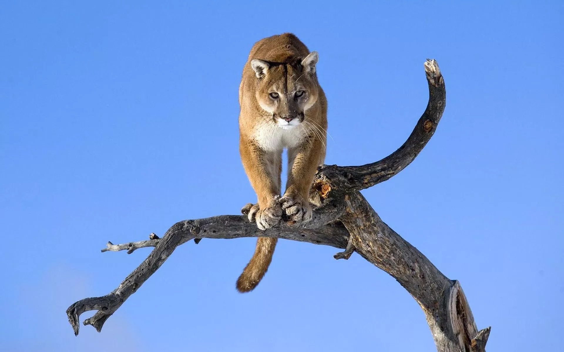 HD desktop wallpaper: Animals, Puma