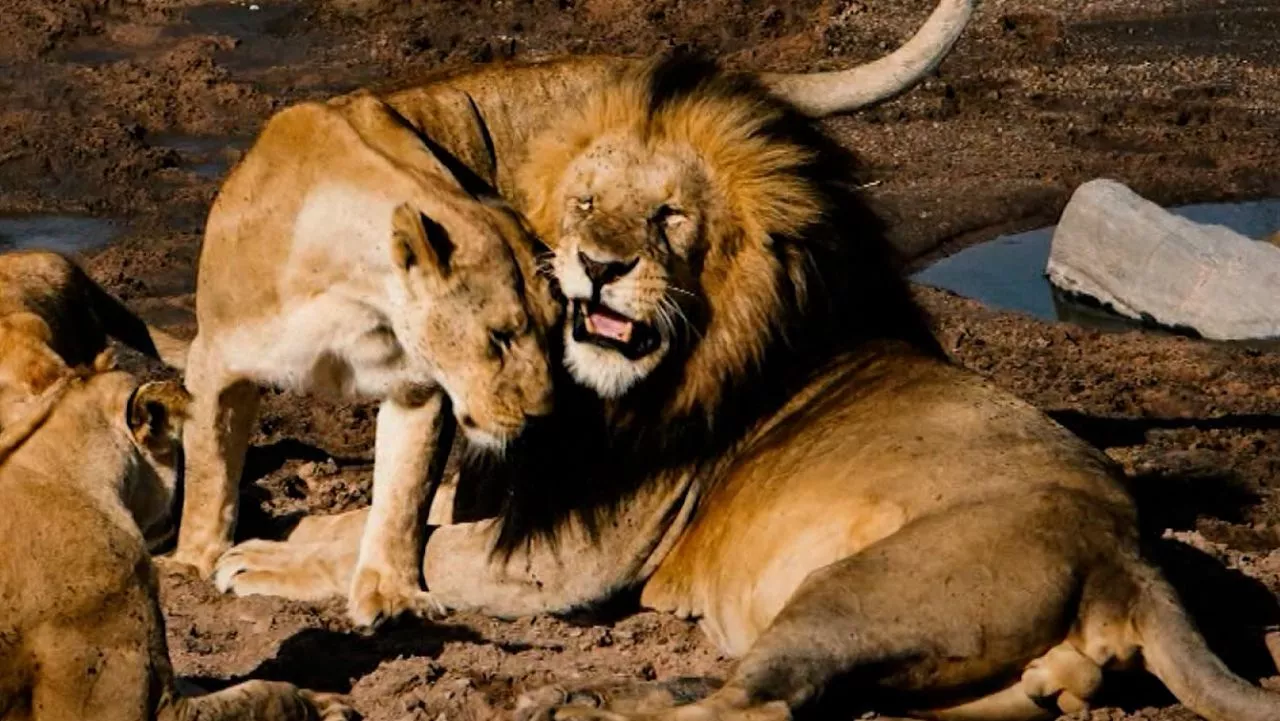 Protecting the planet's big cats