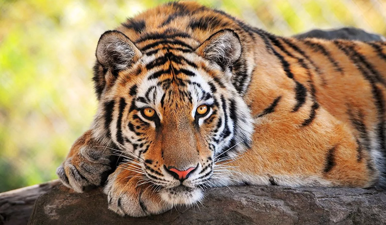 image tiger Big cats Snout Staring Animals