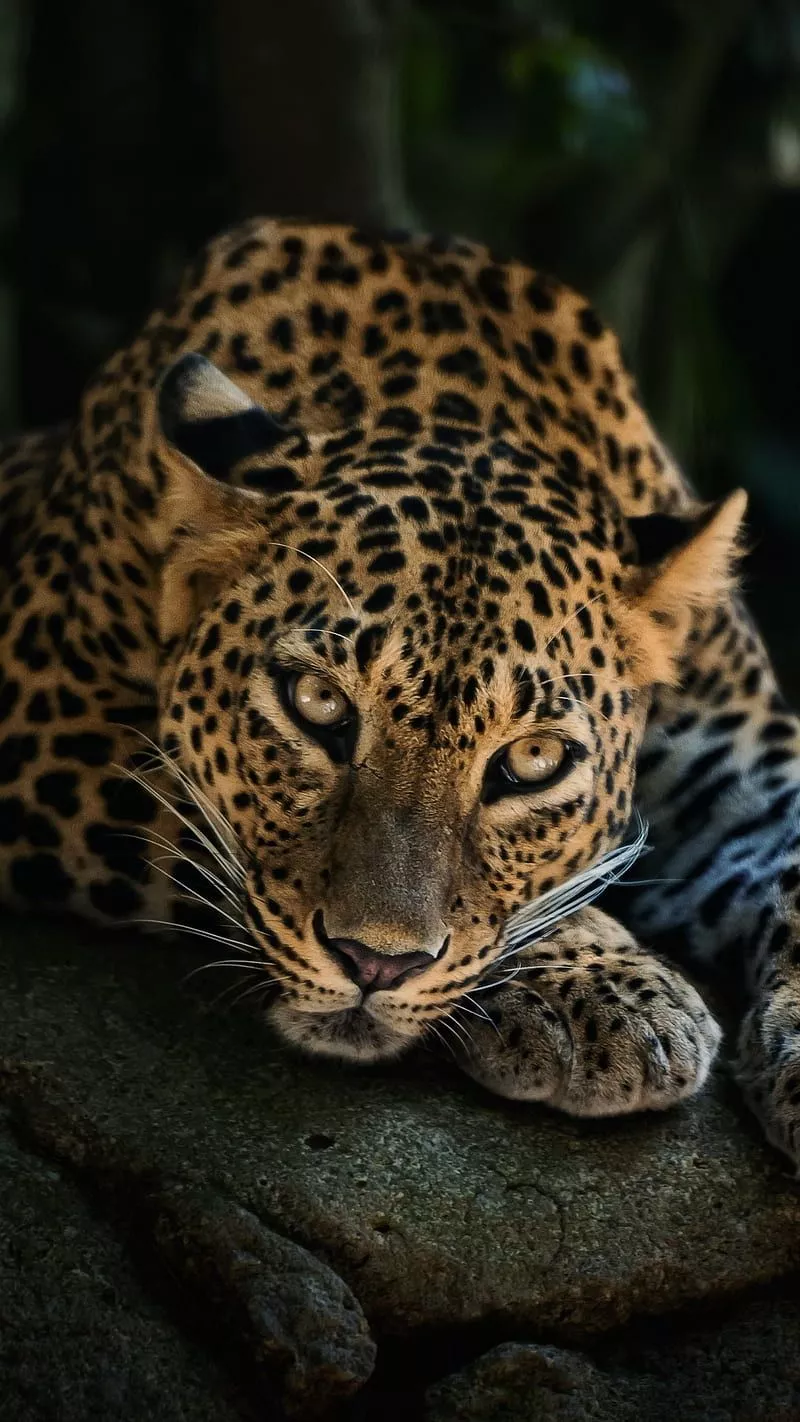 HD big lazy cat wallpaper