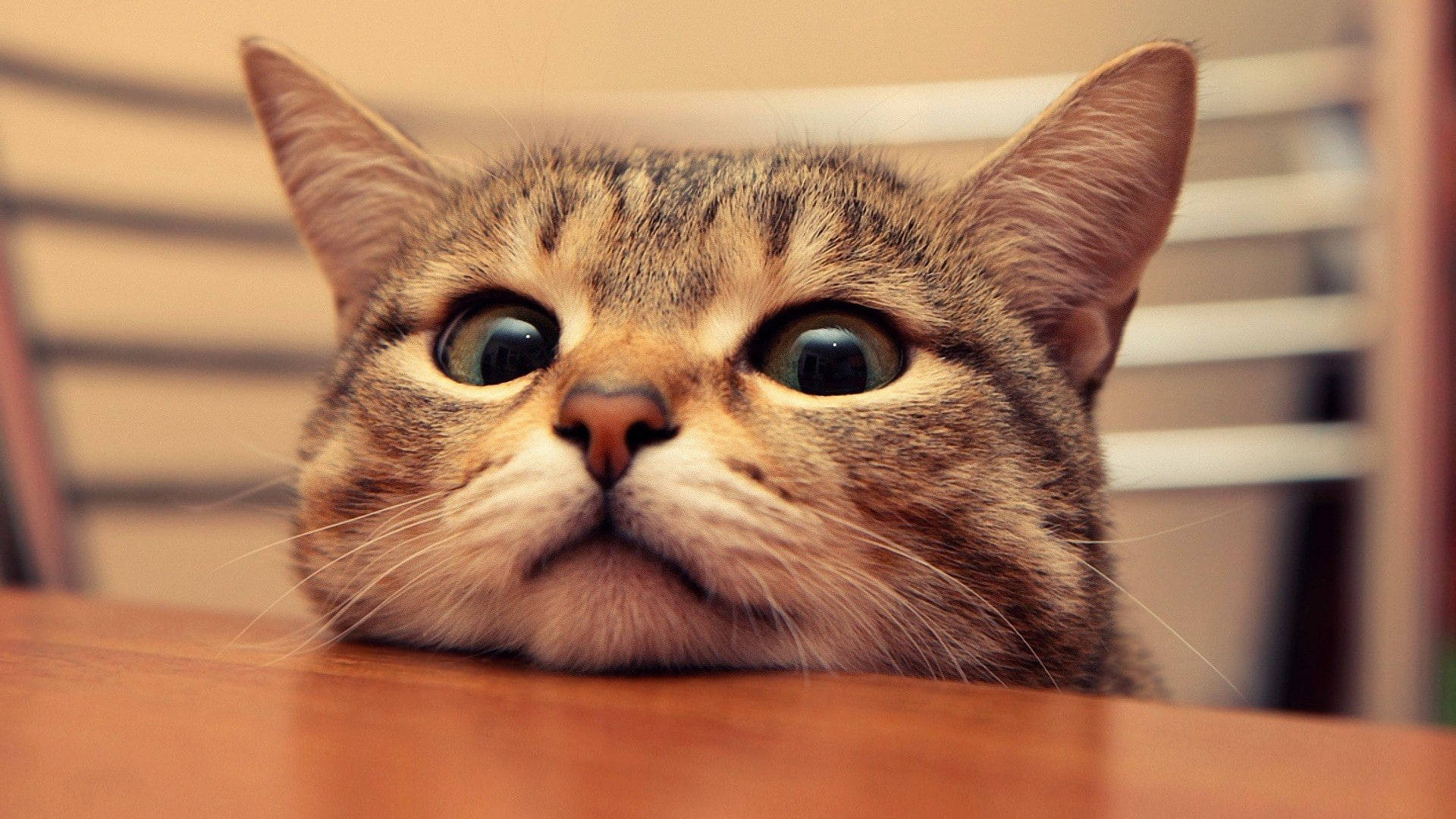 Cool Cute Cat With Big Eyes Wallpaper
