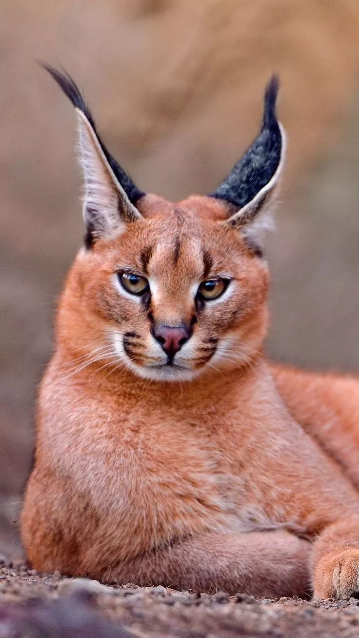 Download wallpaper 1080x1920 caracal