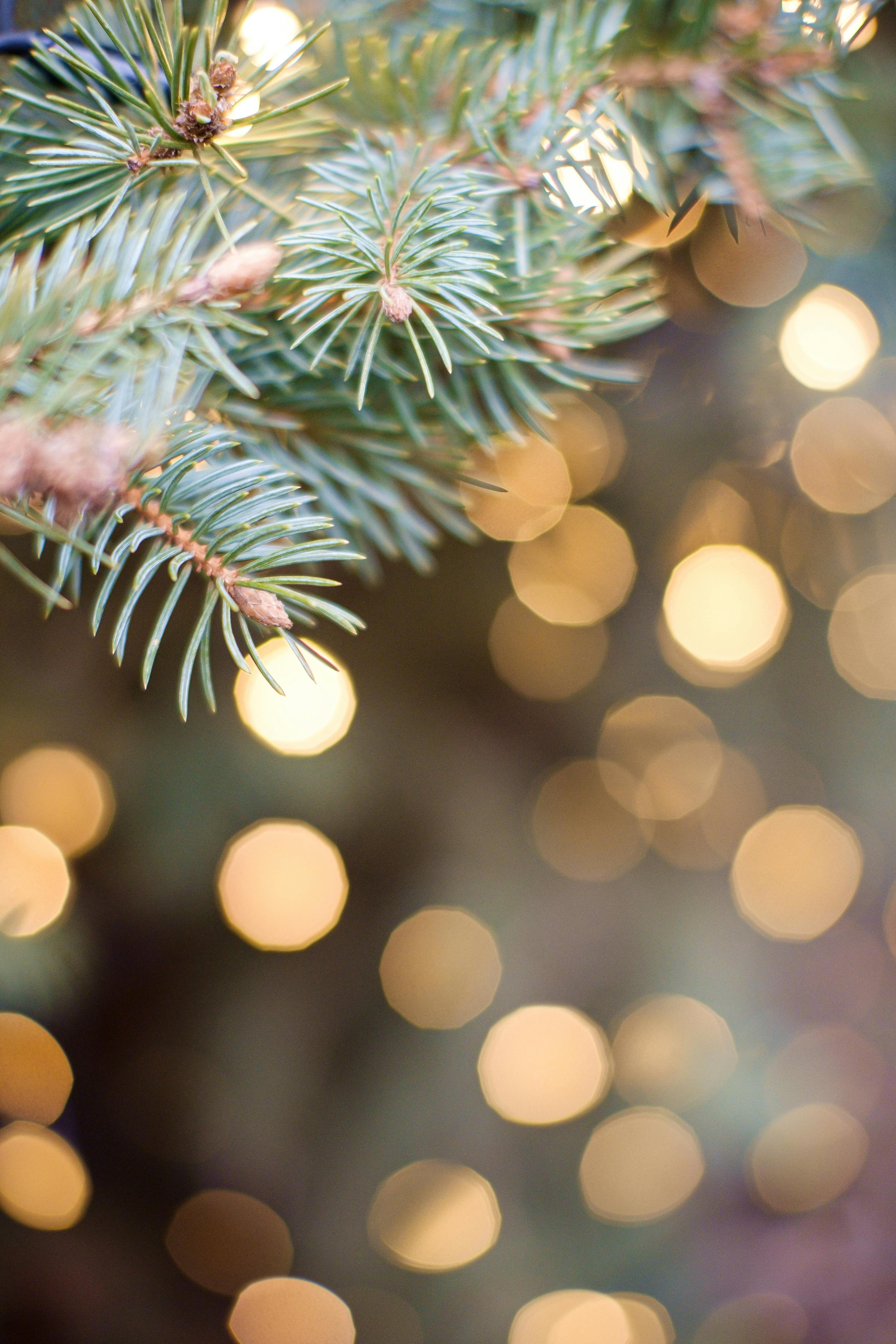 Close Up Of A Christmas Tree Branch And Christmas Lights In The Background · Free
