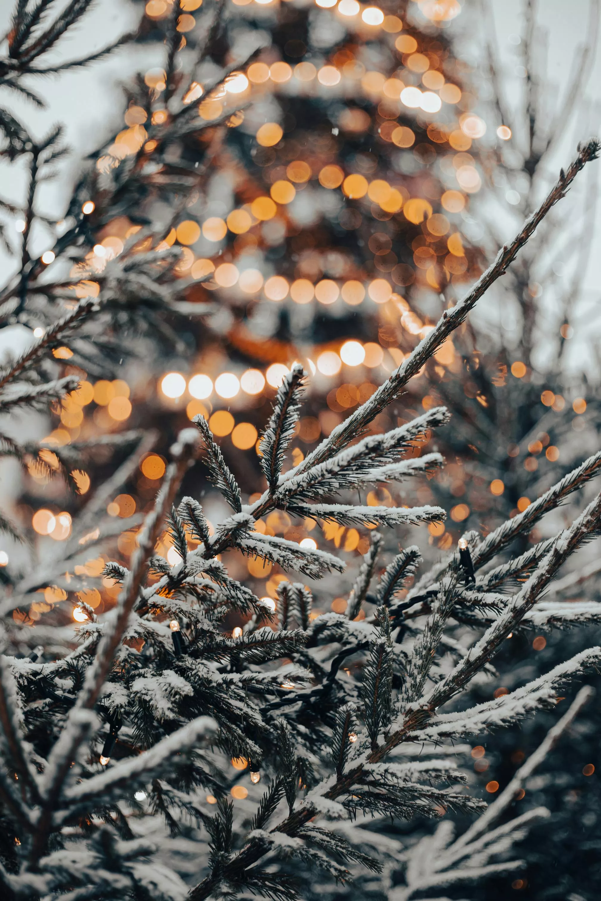 Close Up Of Snowy Branches Of A Coniferous Tree And Illuminated Christmas Tree In The Background · Free