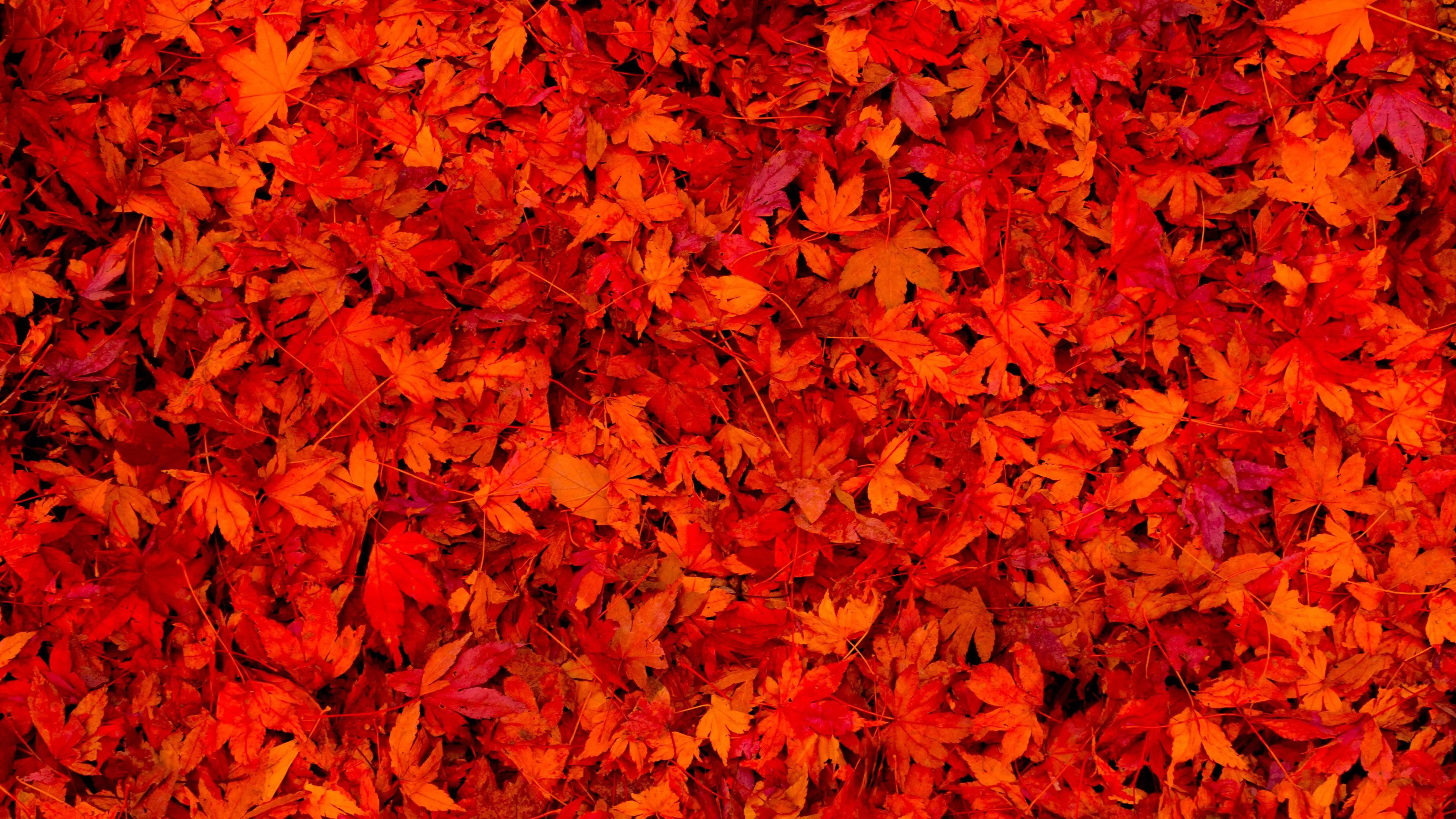 Fallen Red Autumn Leaves 4K HD Nature Wallpaper