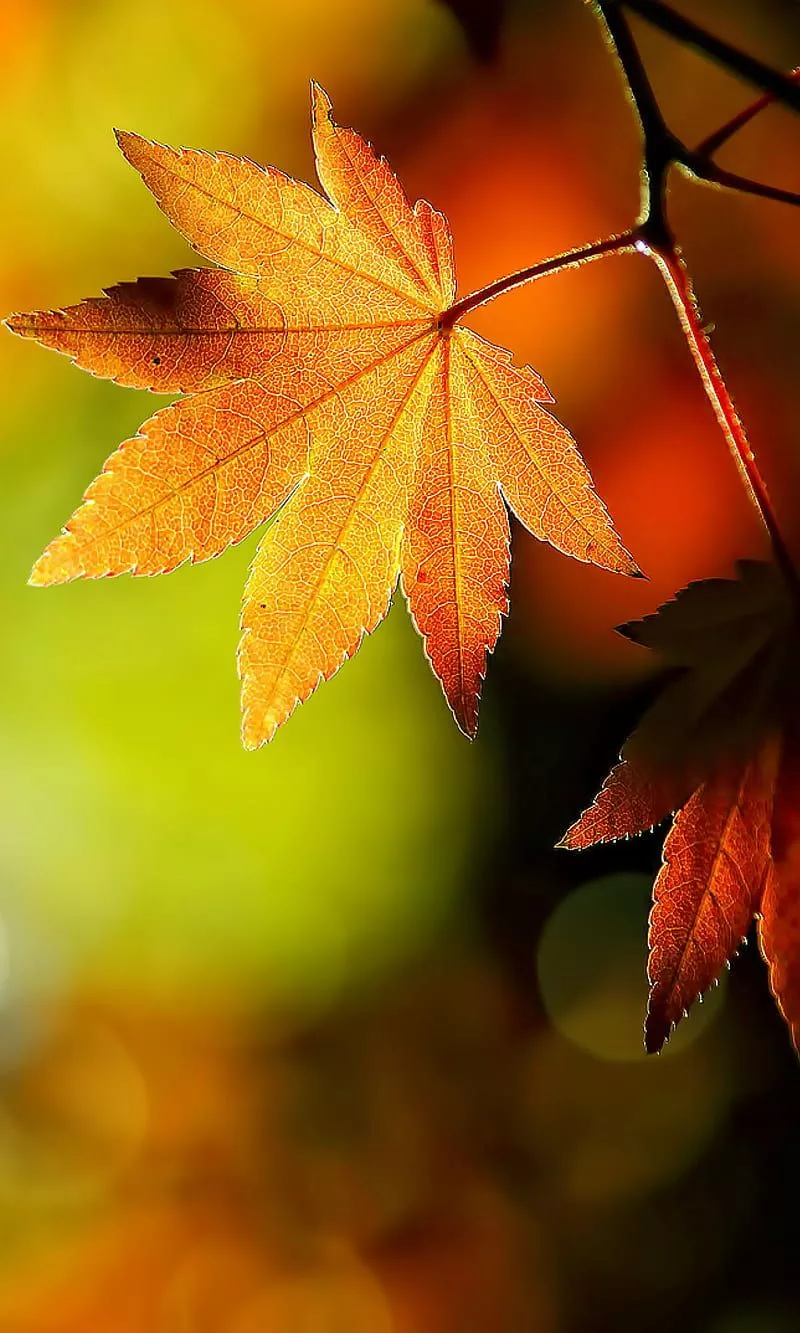 Autumn Leaves, autumn leaves, nature, HD phone wallpaper