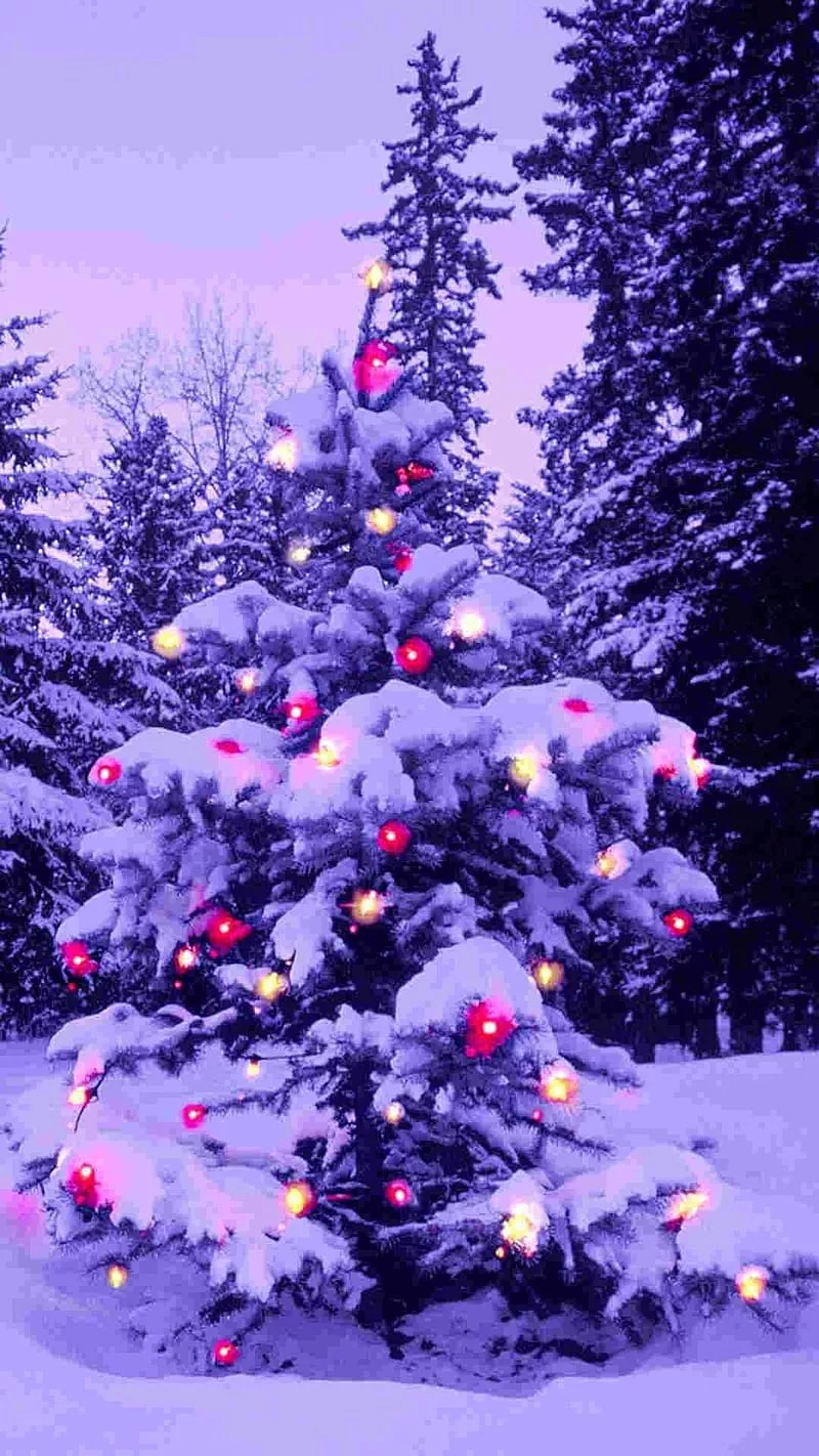 Christmas Tree, Snow Background