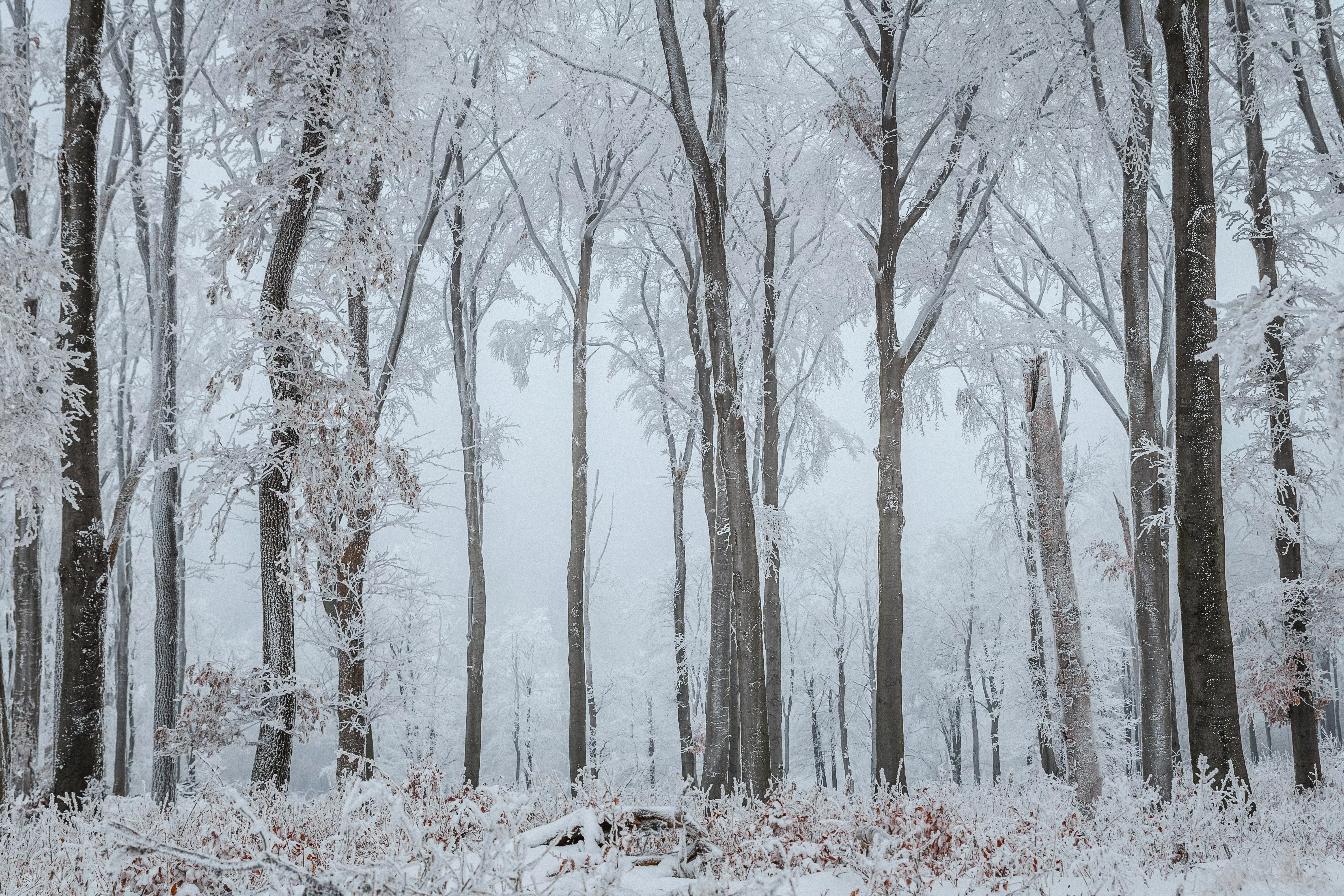 Snow Forest Photo, Download The BEST
