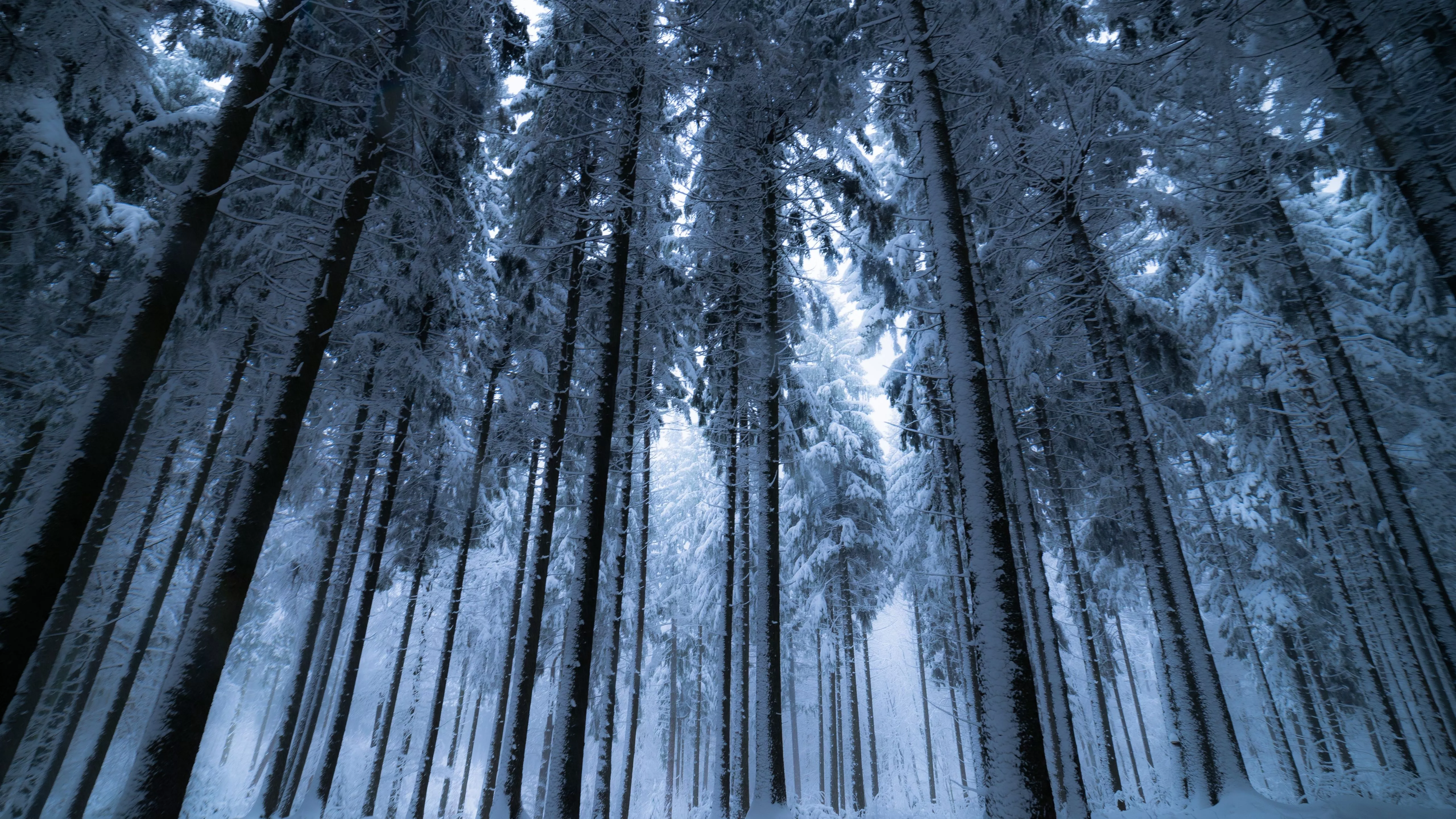 Winter forest Wallpaper 4K, Cold night