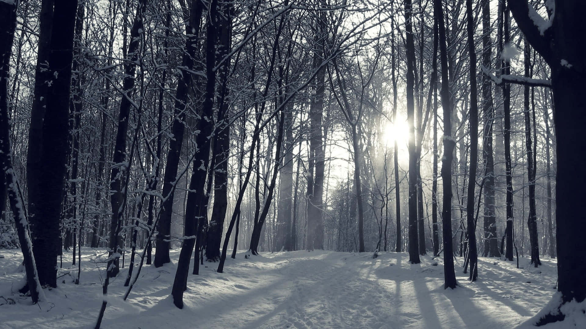 Download A Snow Covered Path In A Forest With Sunlight Shininges
