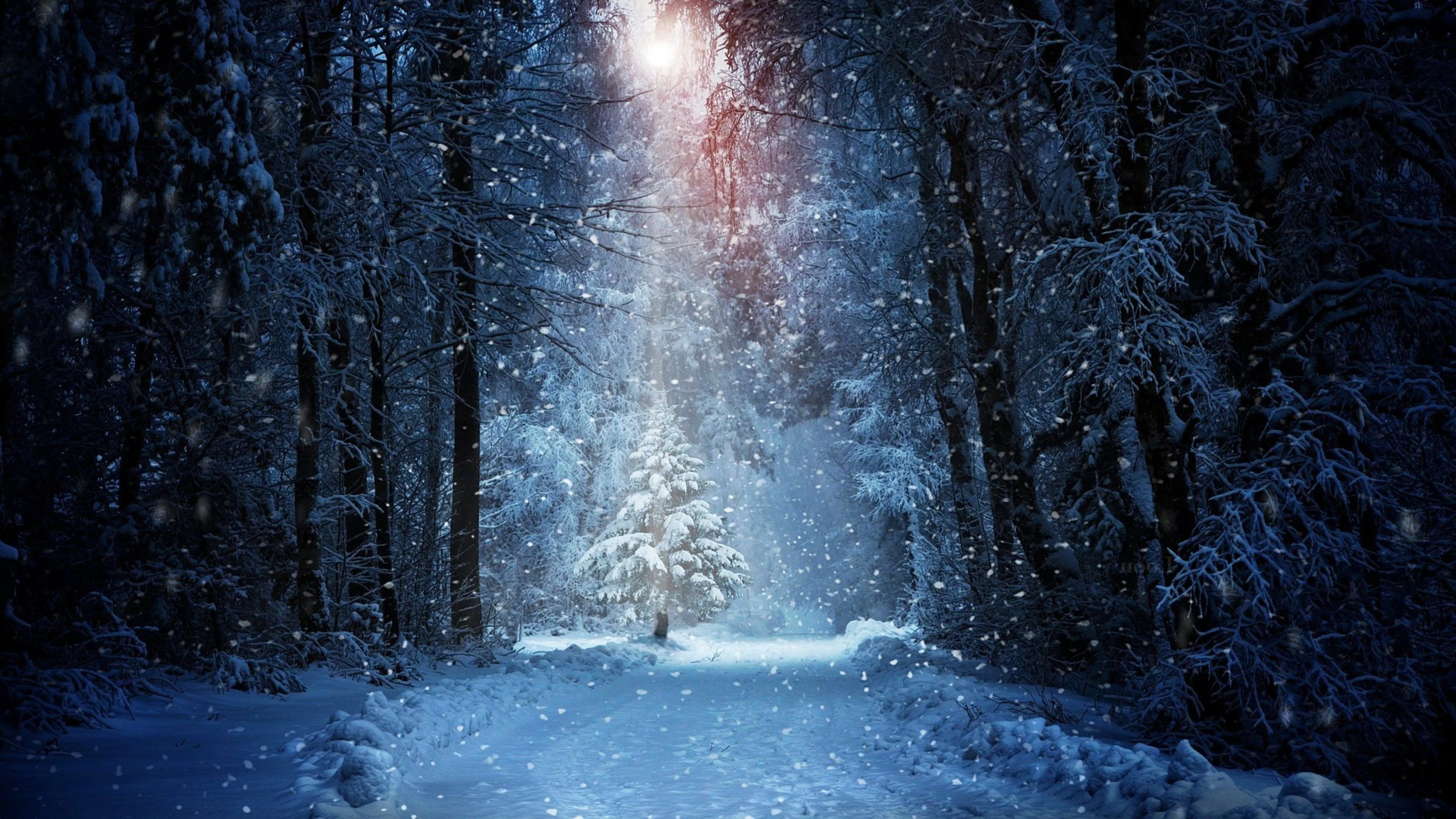 Forest 4K Free Download