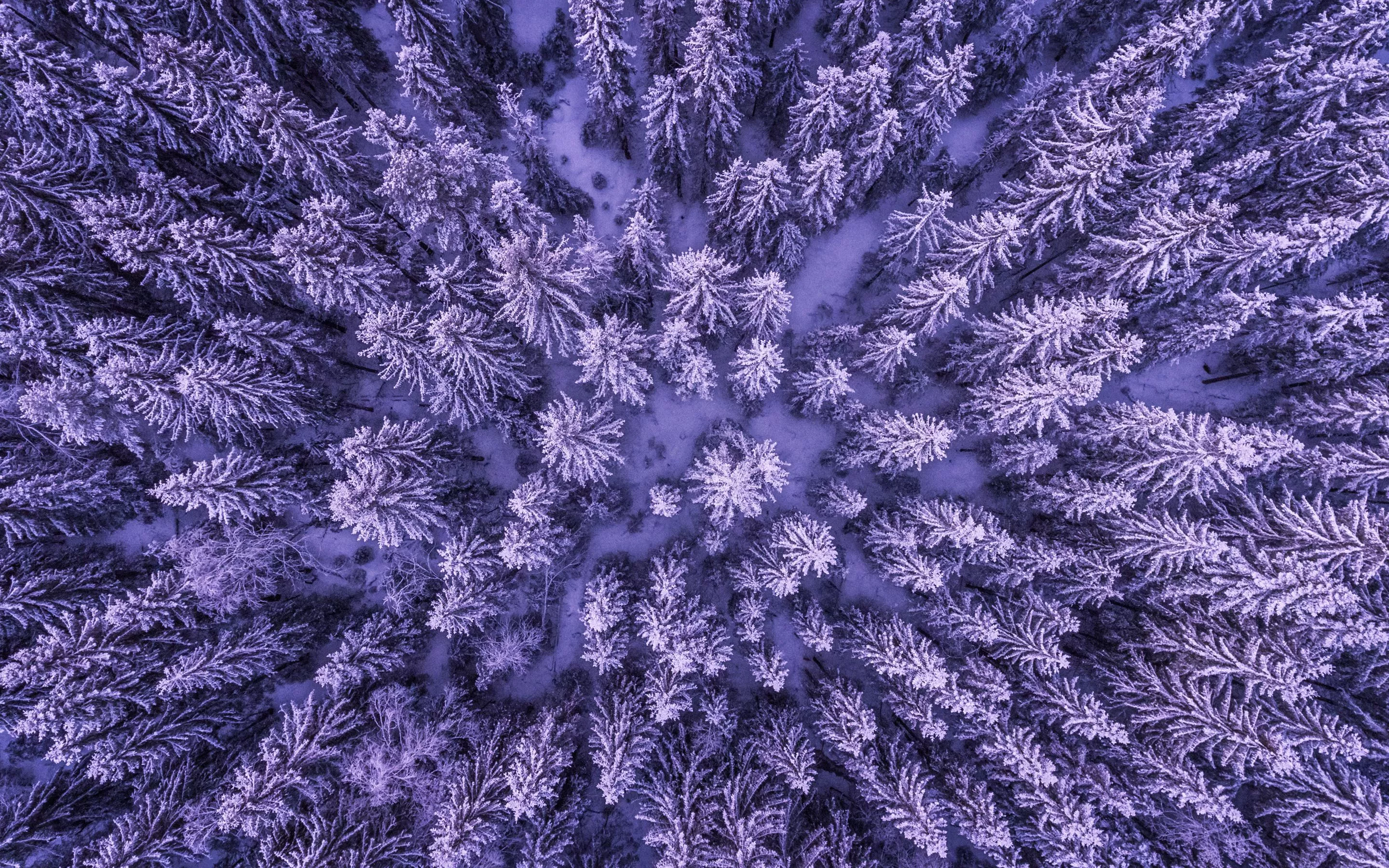 Snowy Forest Wallpaper. HD Wallpaper