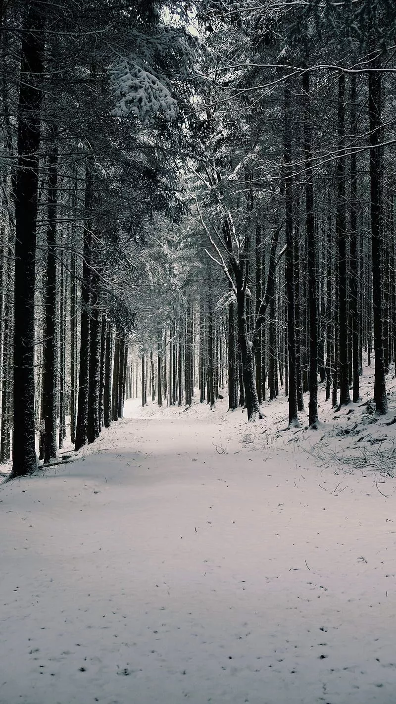 Forest, trees, snow, winter, pines, HD