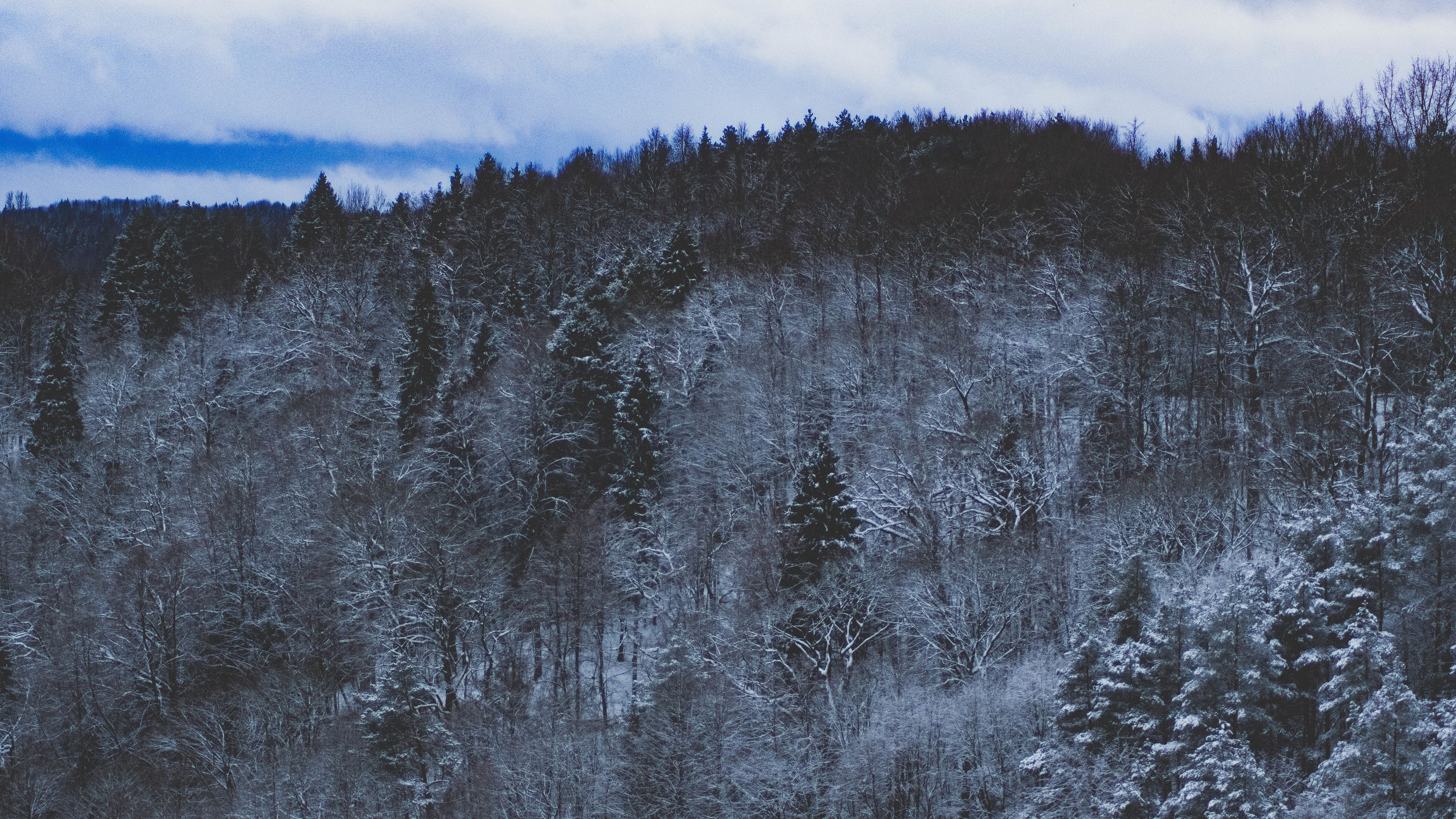 Snow Forest Nature 4k 4k