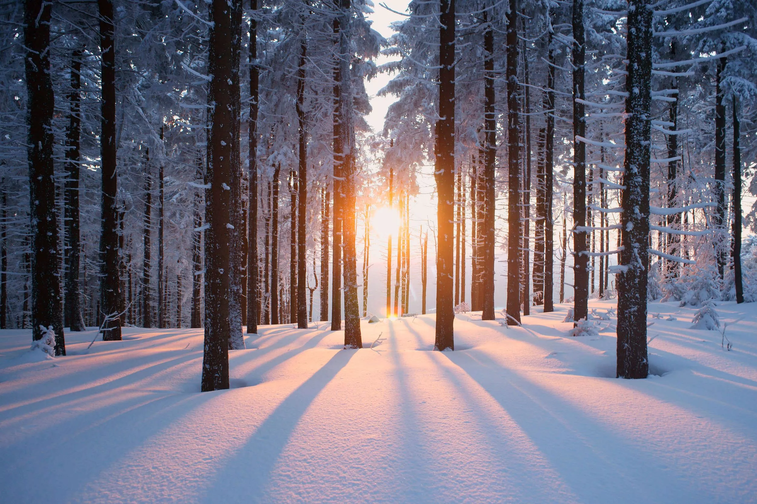 Photo wallpaper snow forest