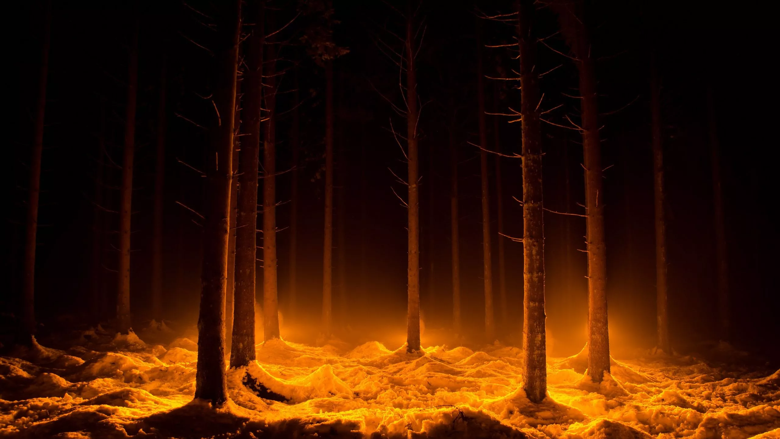 Dark Snow Forest Trees In Lights