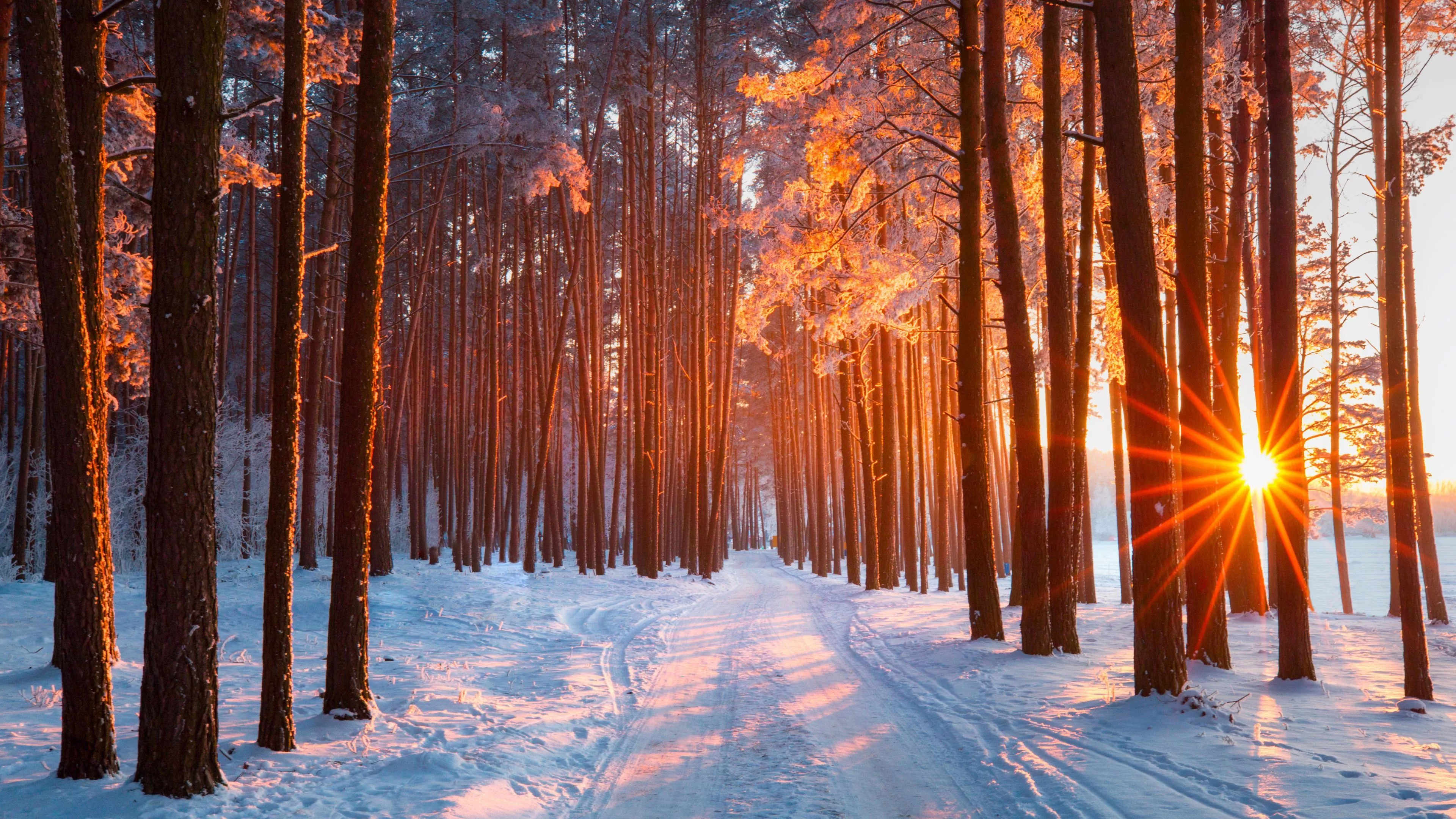 Snow Forest Autumn Trees Sunrays Light