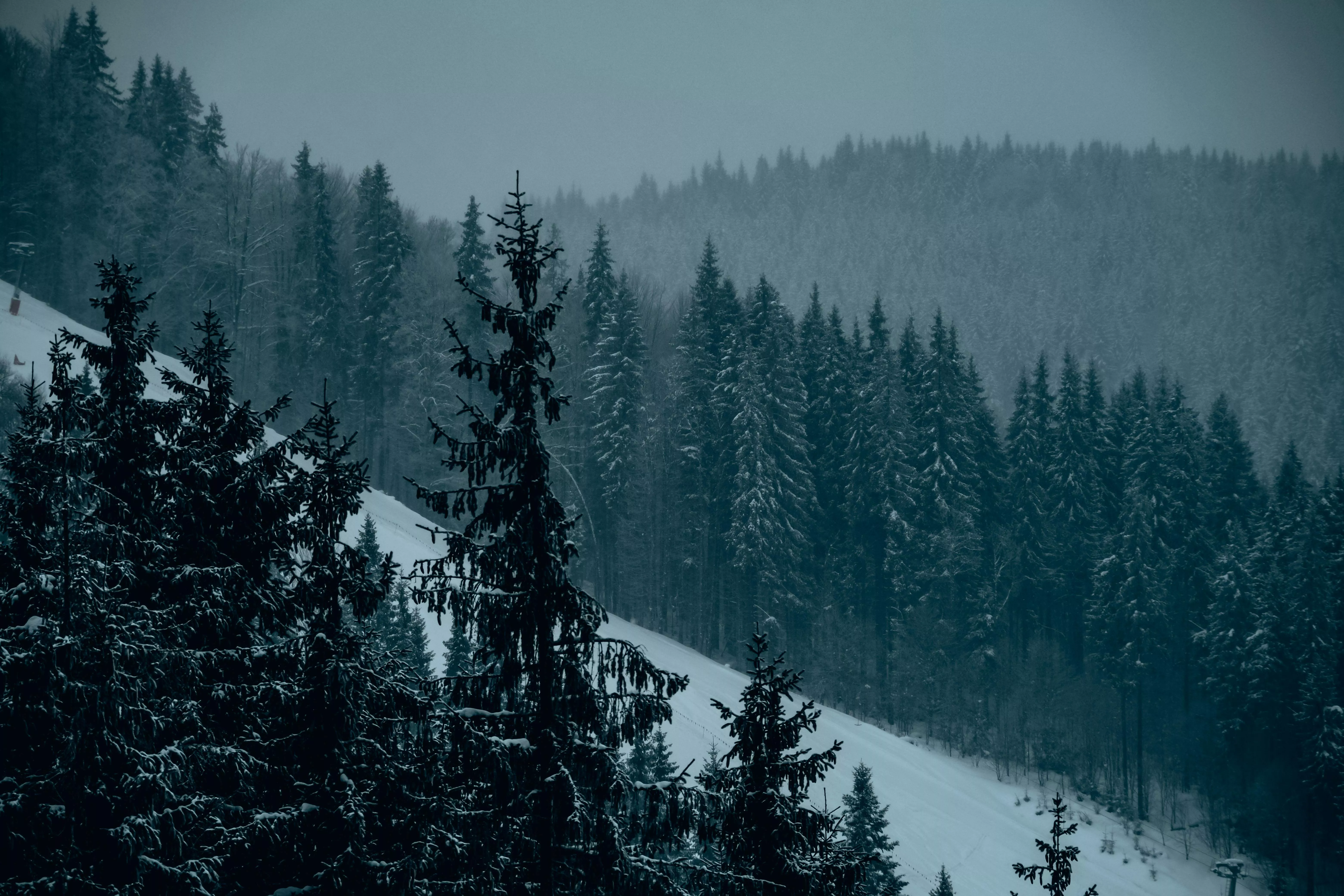 Winter Forest Background ultrasharp
