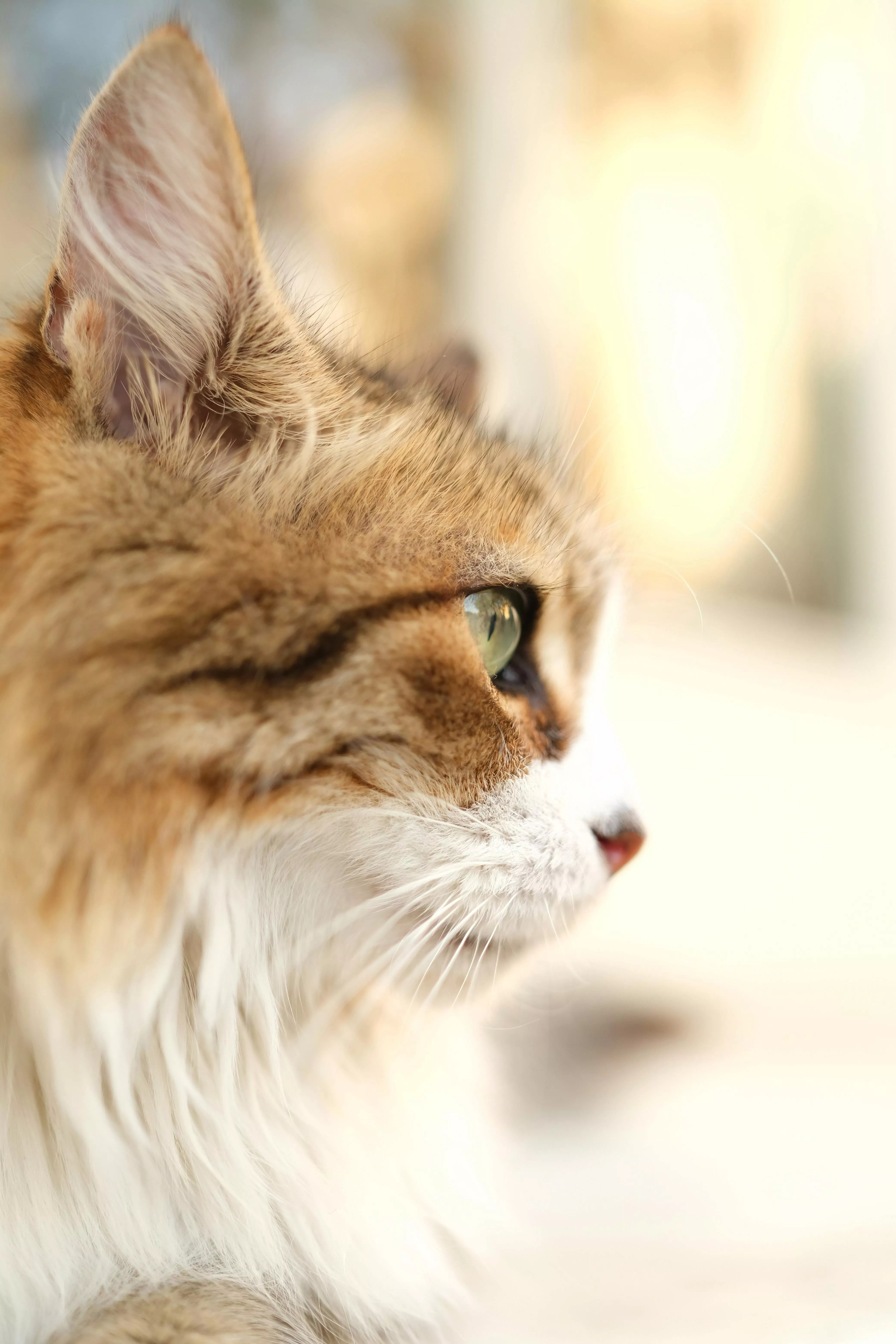Cat Looking Away · Free