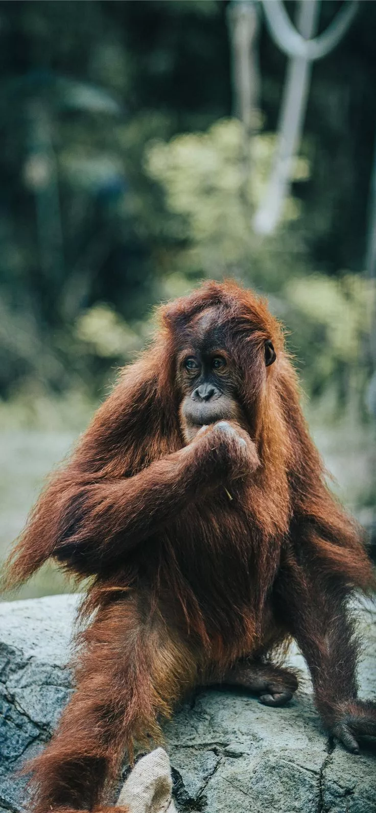orangutan iPhone Wallpaper