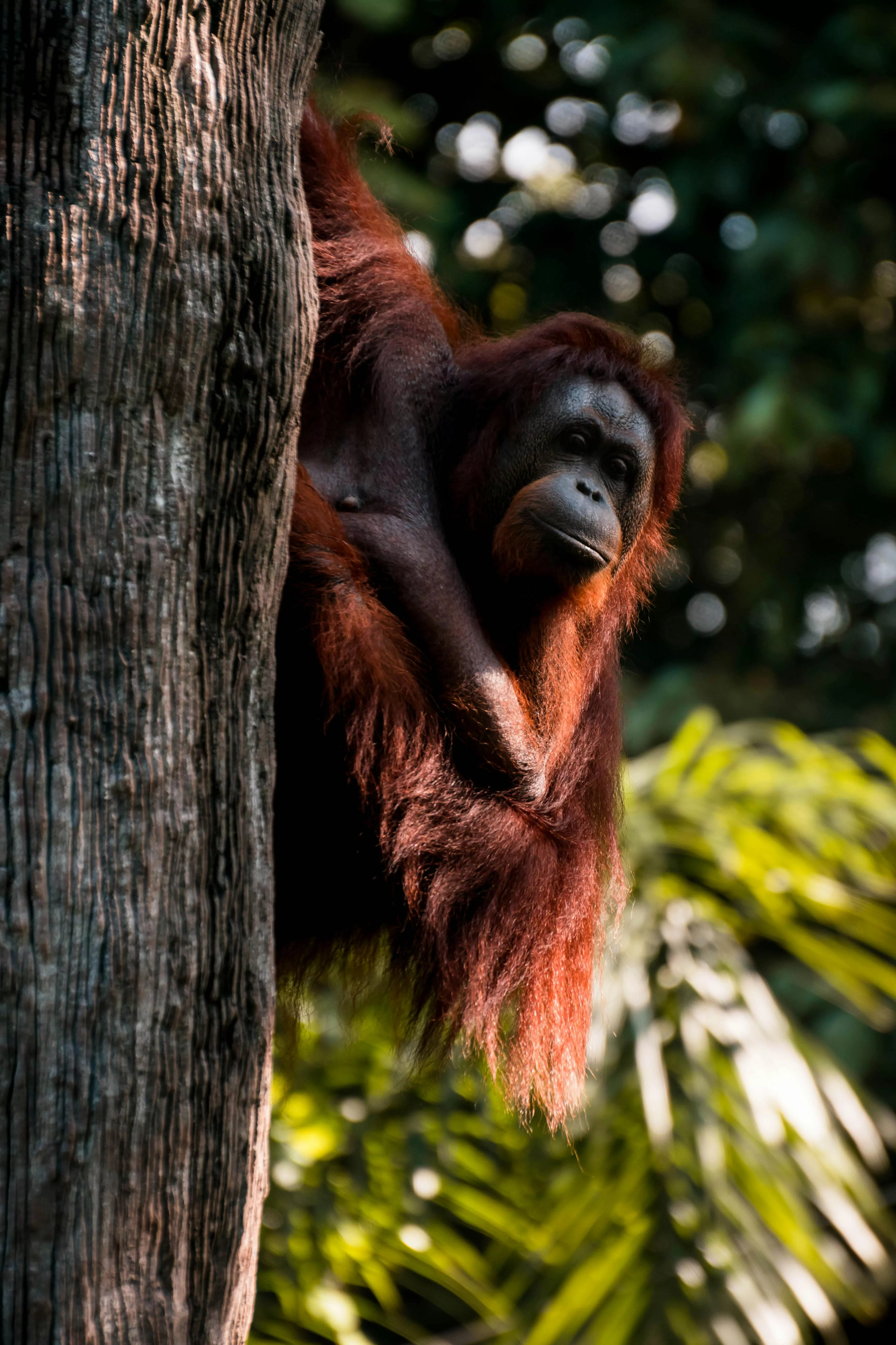 Orangutan Photo, Download The BEST