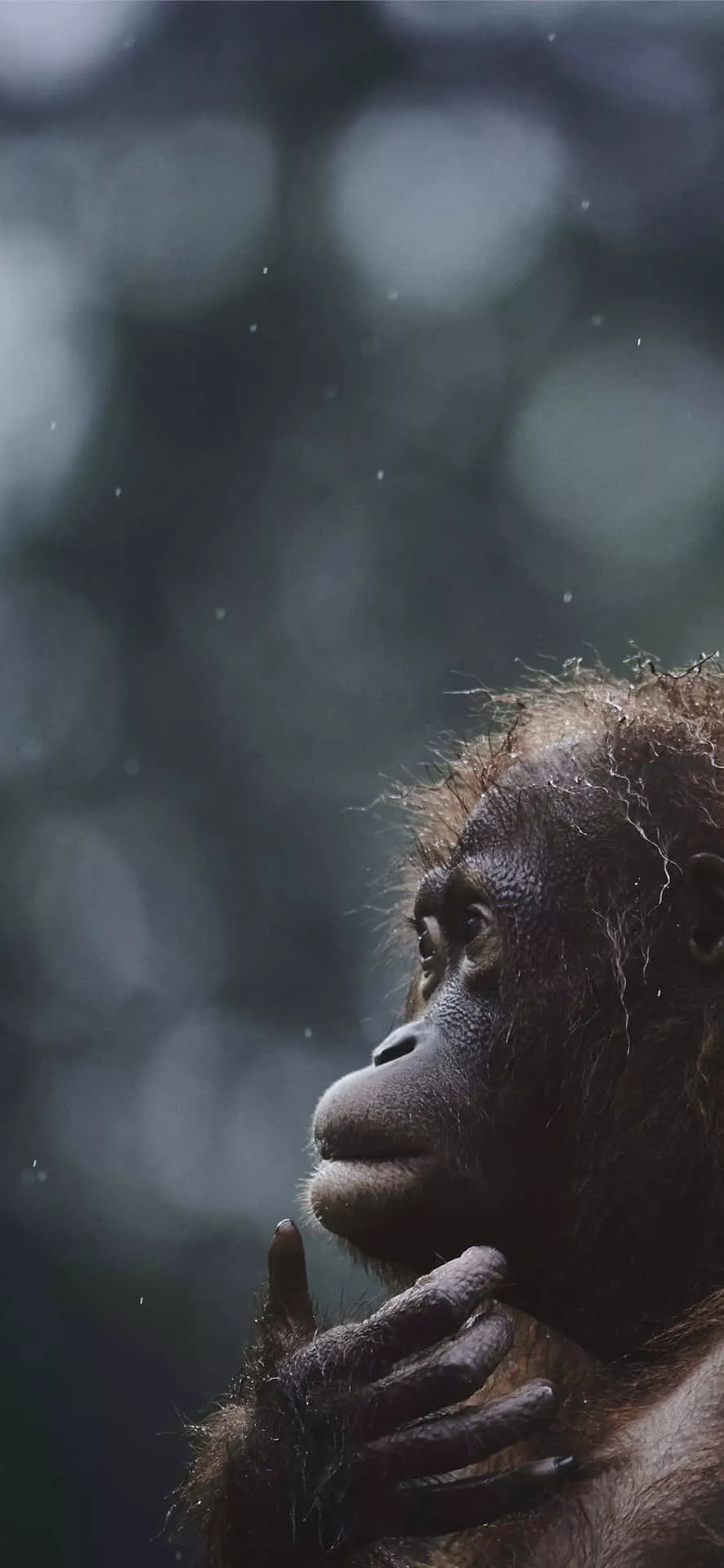 Great Ape Orangutan Wallpaper