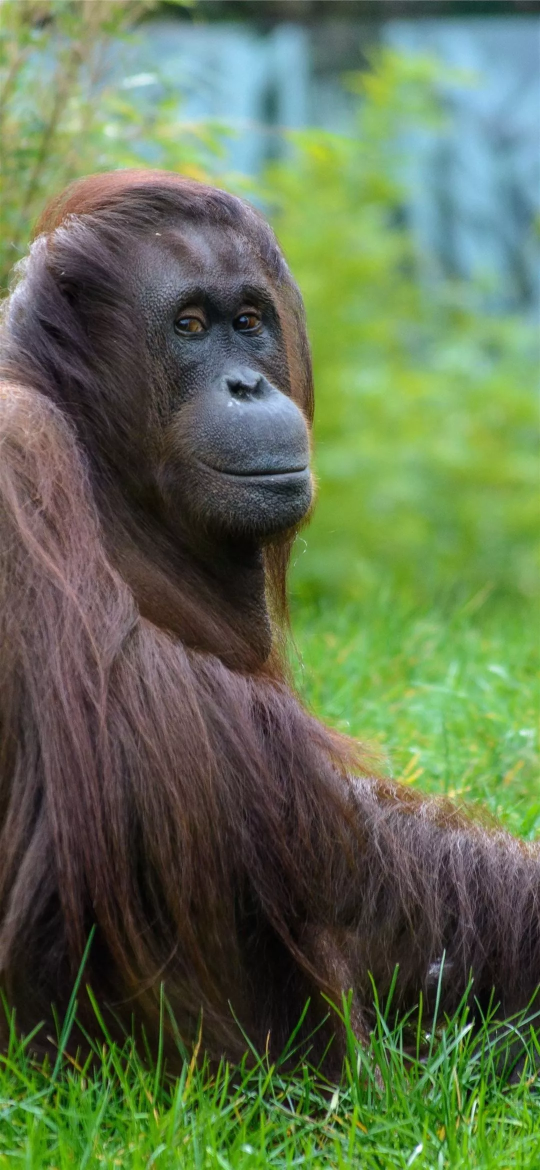 orangutan iPhone Wallpaper Free Download