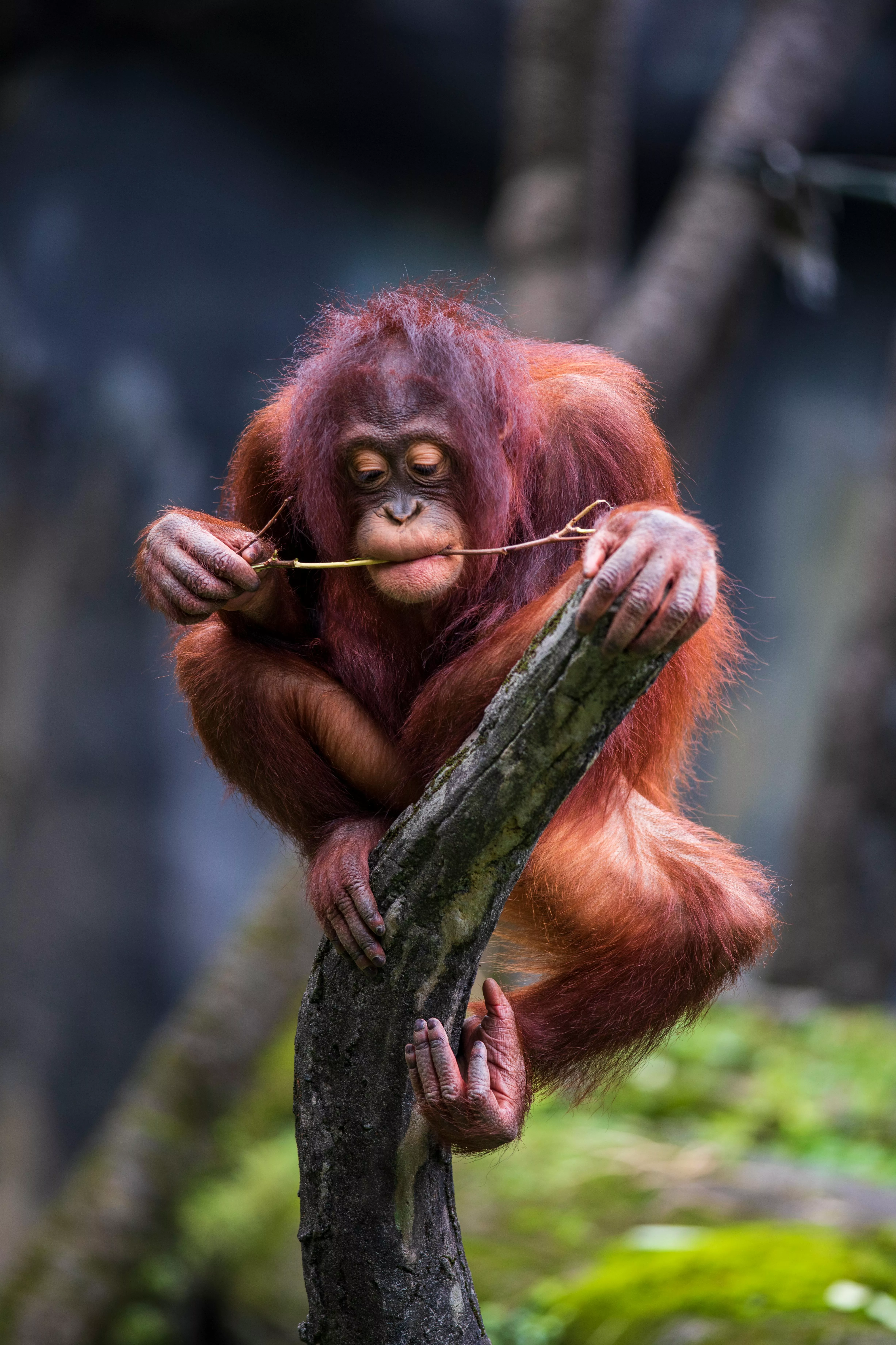 Orangutan Photo, Download The BEST
