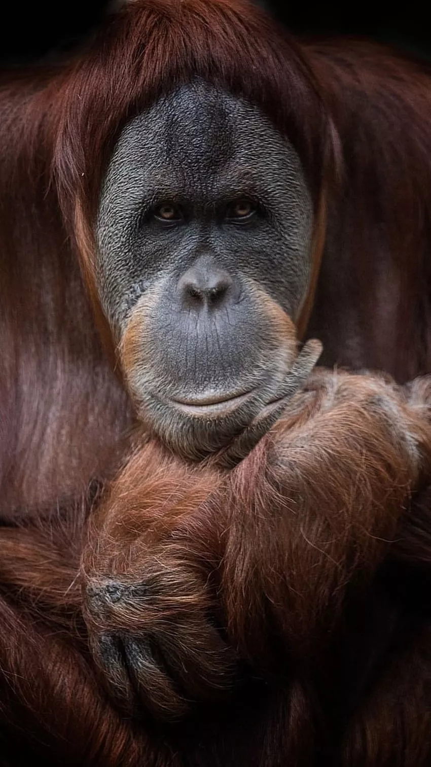 iPhone Brown Orangutan, orangutans HD