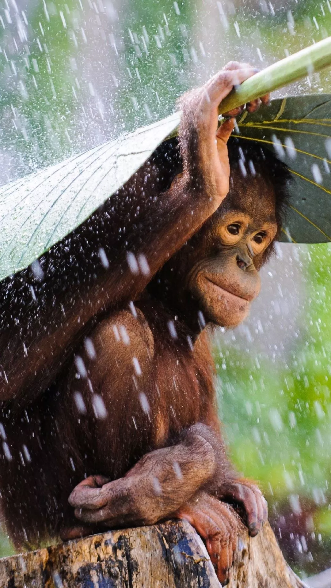 Rain, Monkeys, Leaf, Monkey, Animal