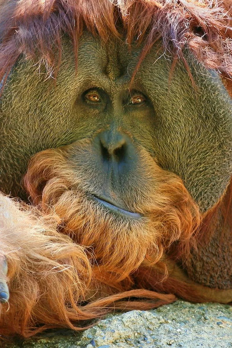Download wallpaper 800x1200 orangutan