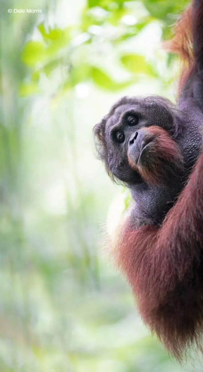 Orangutan on a Borneo Photography Tour