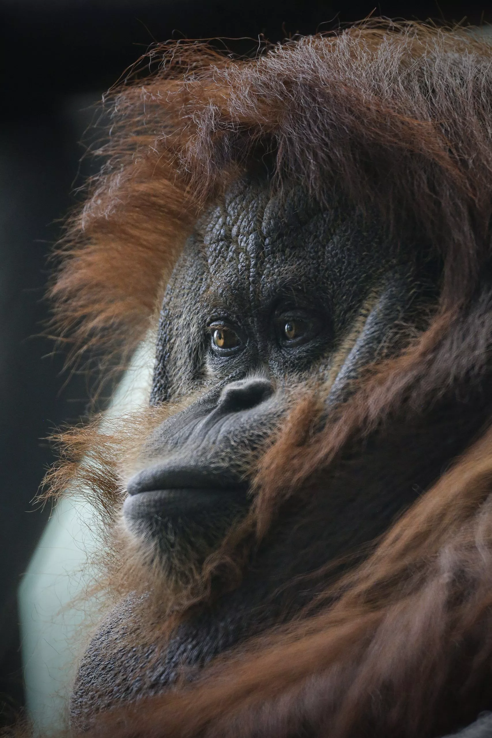 Orangutan