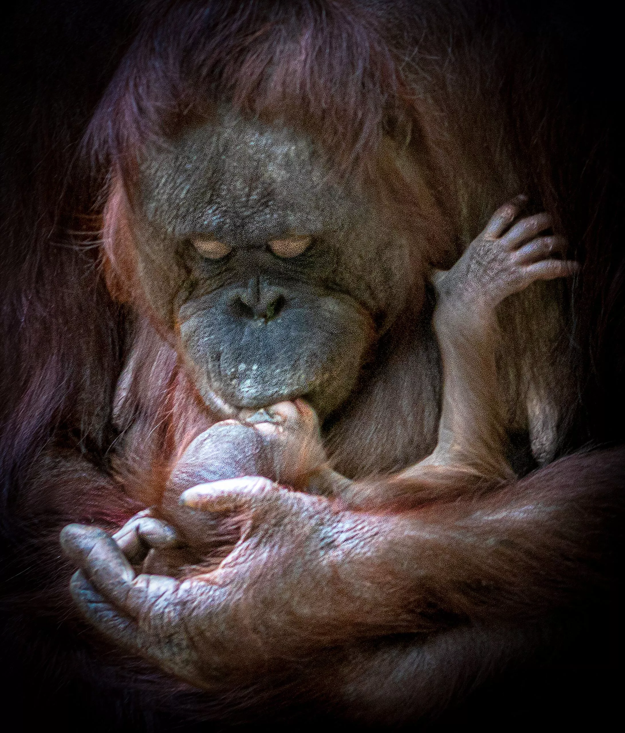 born orangutan and his proud mum Summer