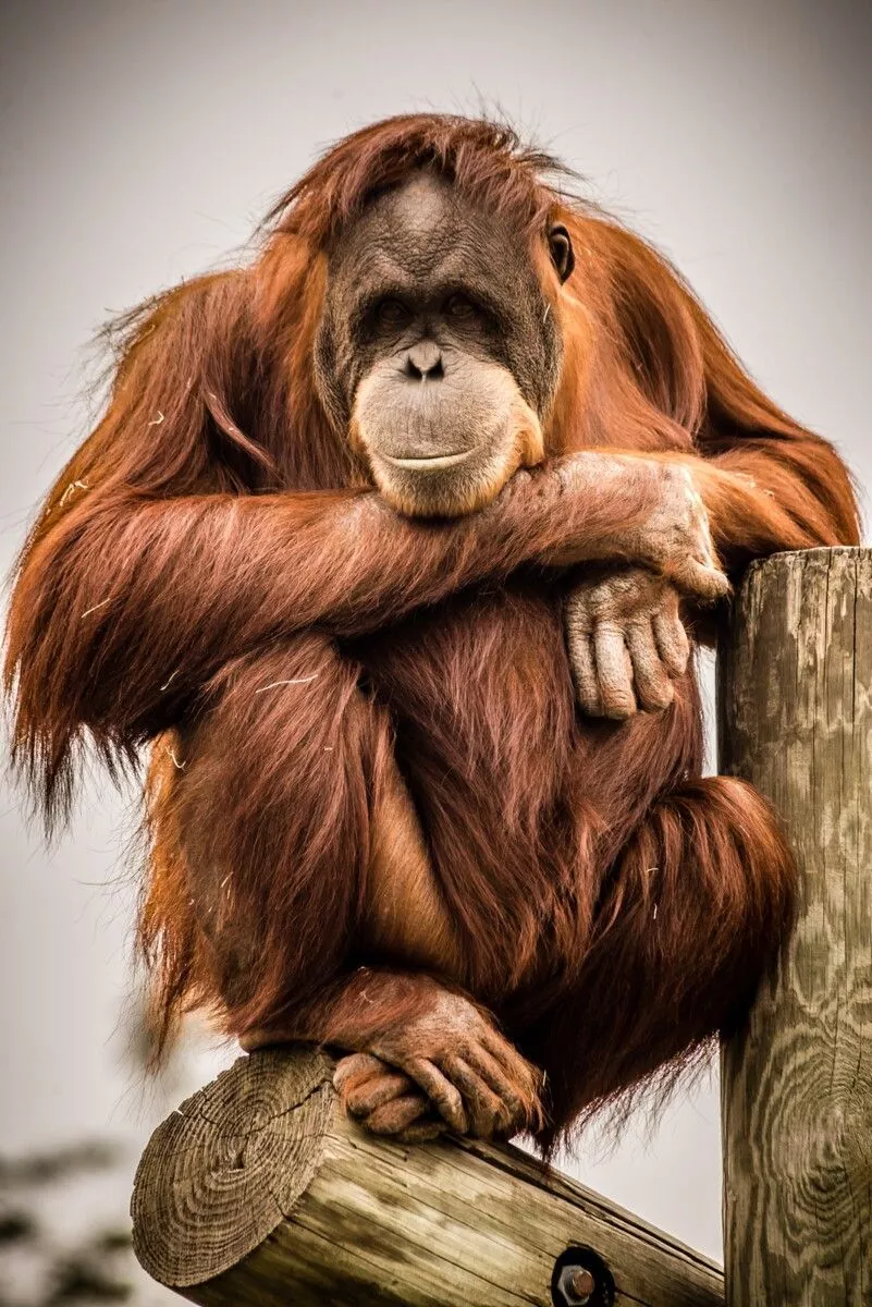 The Orangutans of Como Zoo