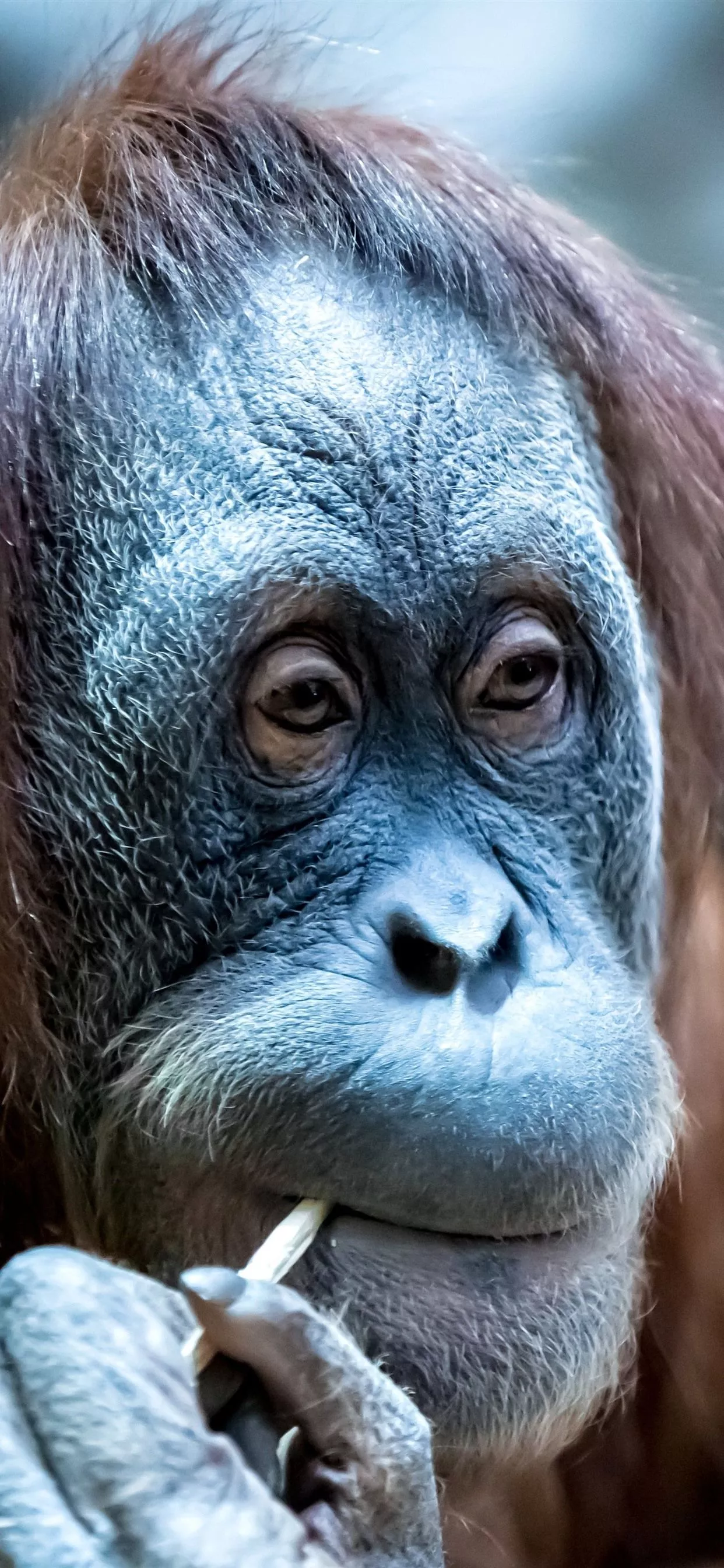 XS Max wallpaper, background