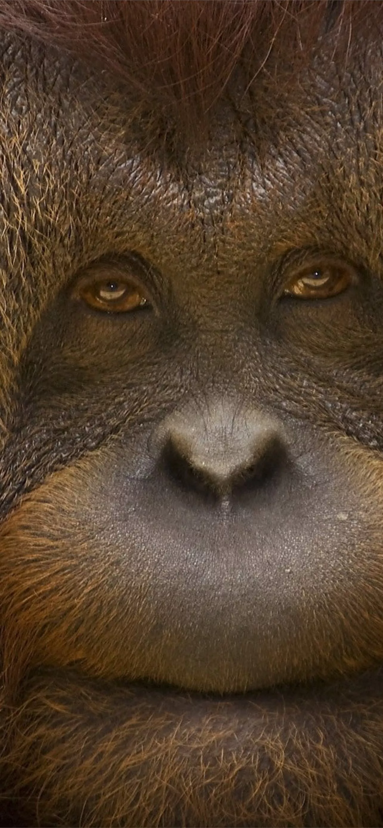 Best Orangutan iPhone HD Wallpaper