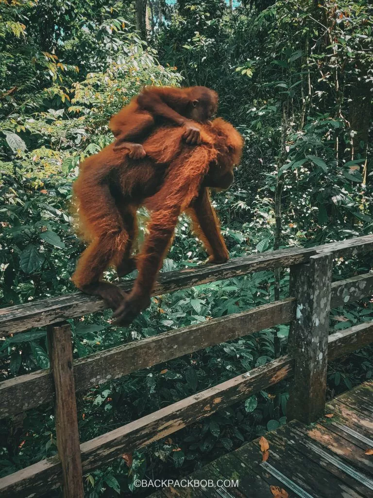 Sepilok Orangutan Rehabilitation Center